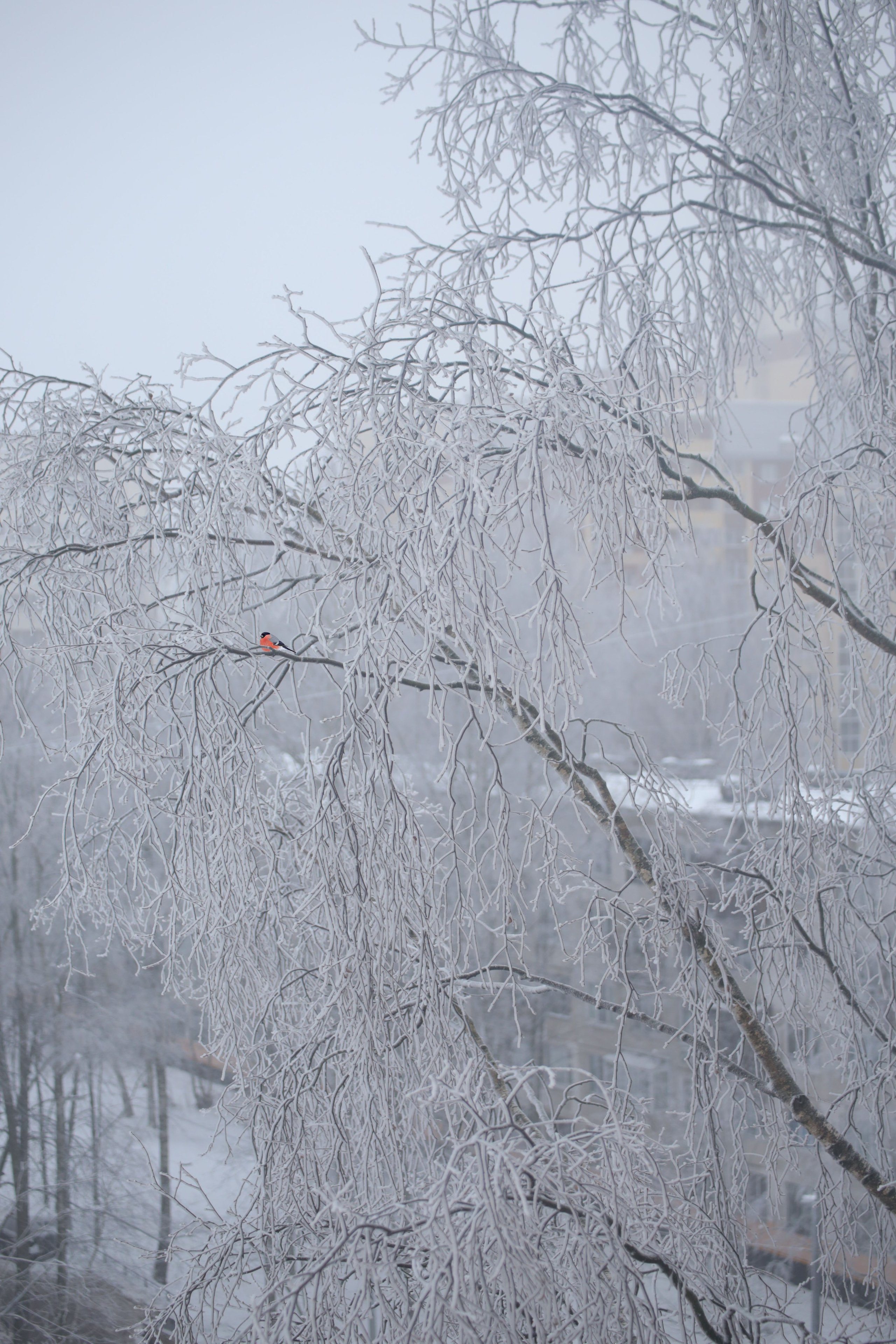 Зима. Костюмер, художник кино и телевидения в спб