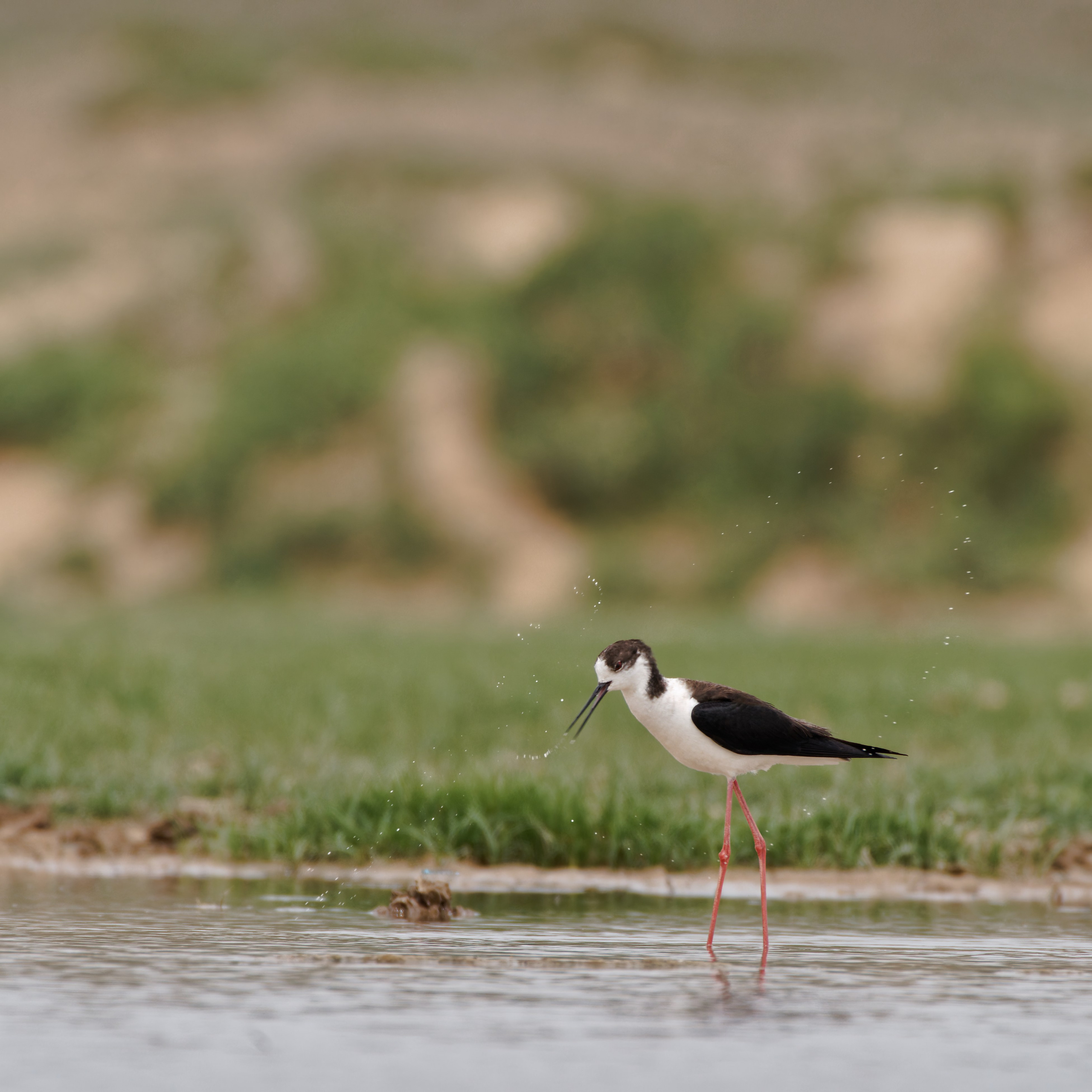 Экспедиция в Монголию (Гоби). Семоха Валерий. Фотограф