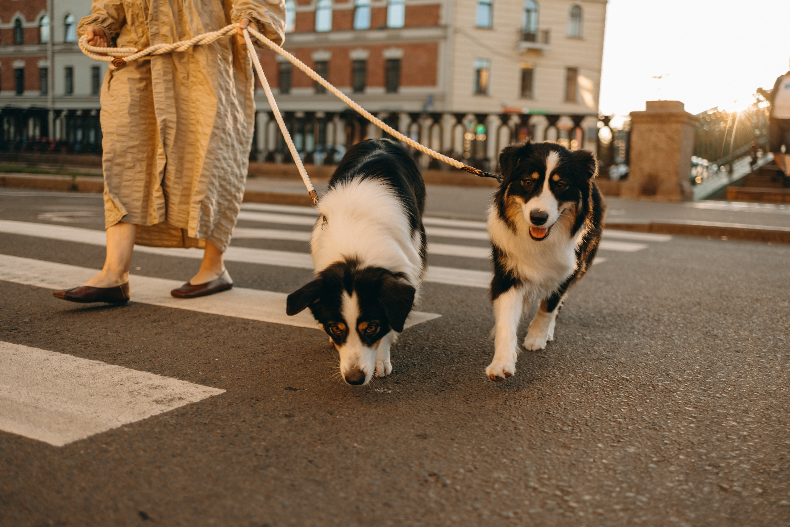 Катя и ее девочки. Фотограф — Анималист | Санкт-Петербург