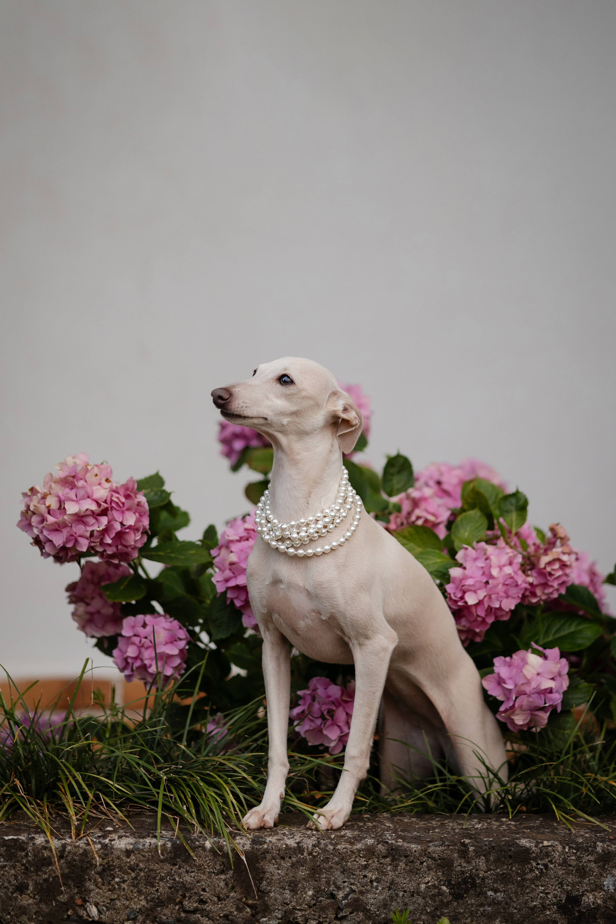 Asti Sapphire Yaasiina Laysan Cerulian. Профессиональный питомник левреток РКФ/FCI ASTI SAPPHIRE 💎 Сочи|Санкт-Петербург