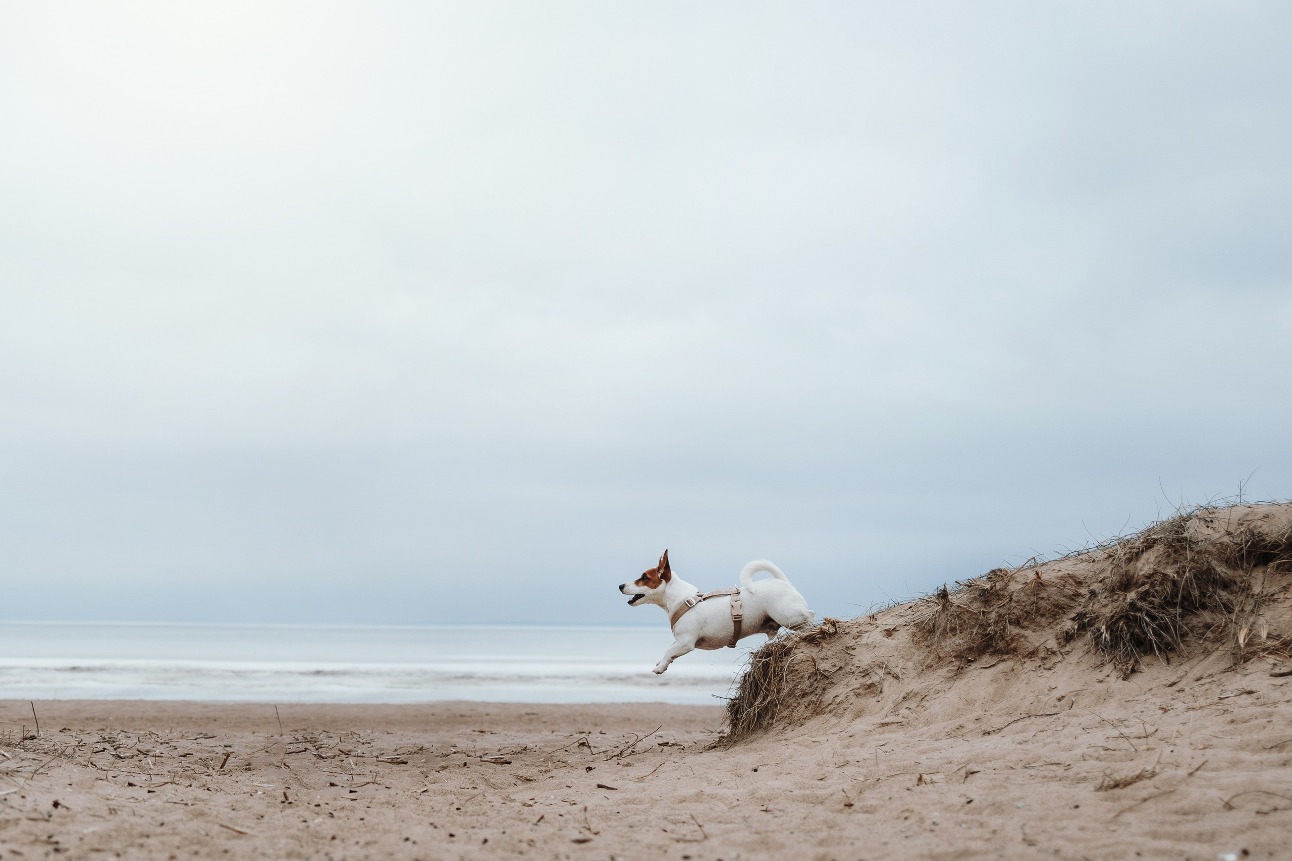 Саша и Джеки. Фотограф — Анималист | Санкт-Петербург