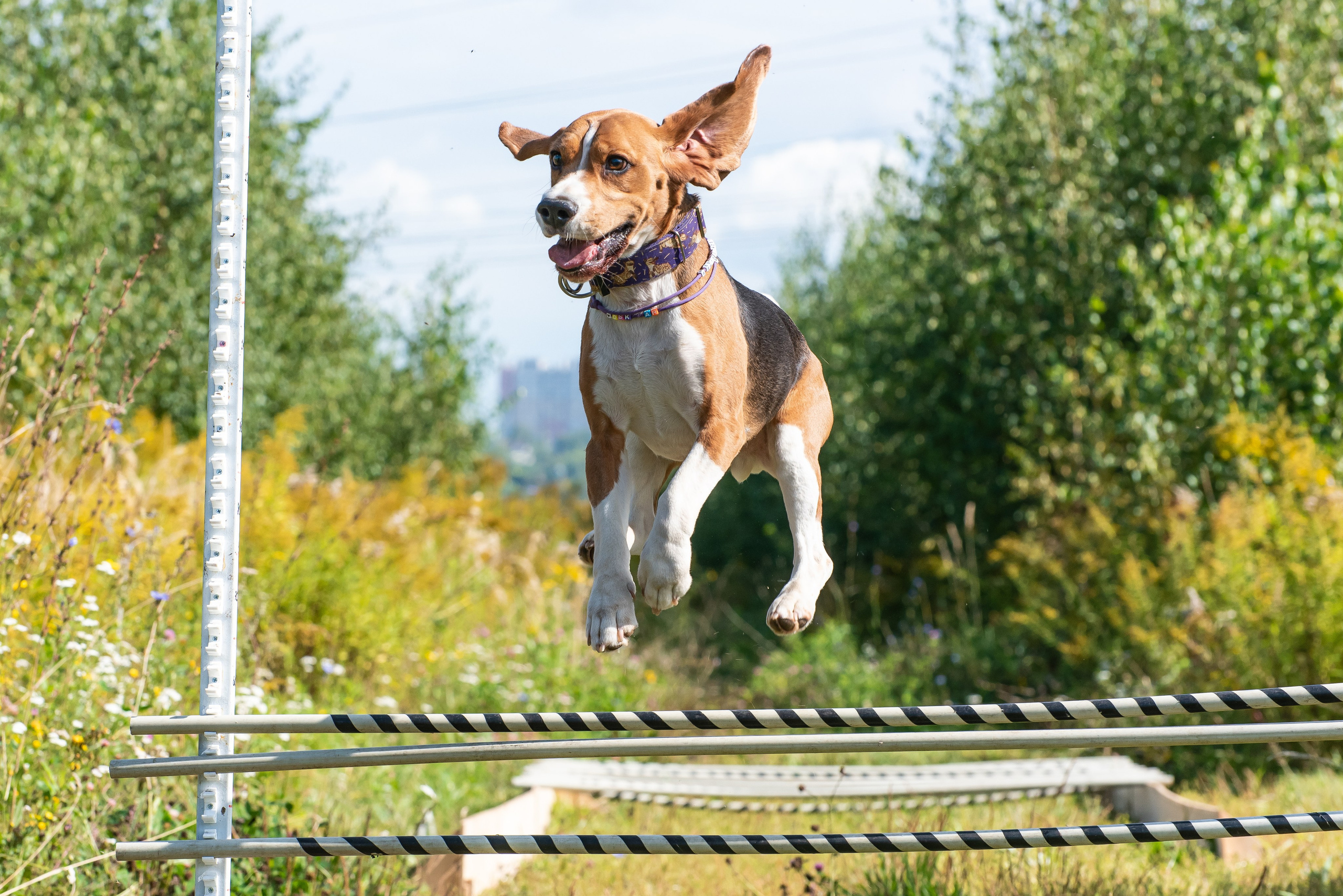 Спортивный фотограф анималист Пит-Стафф многоборье. Фотограф Макс Огурцов в Нижнем Новгороде