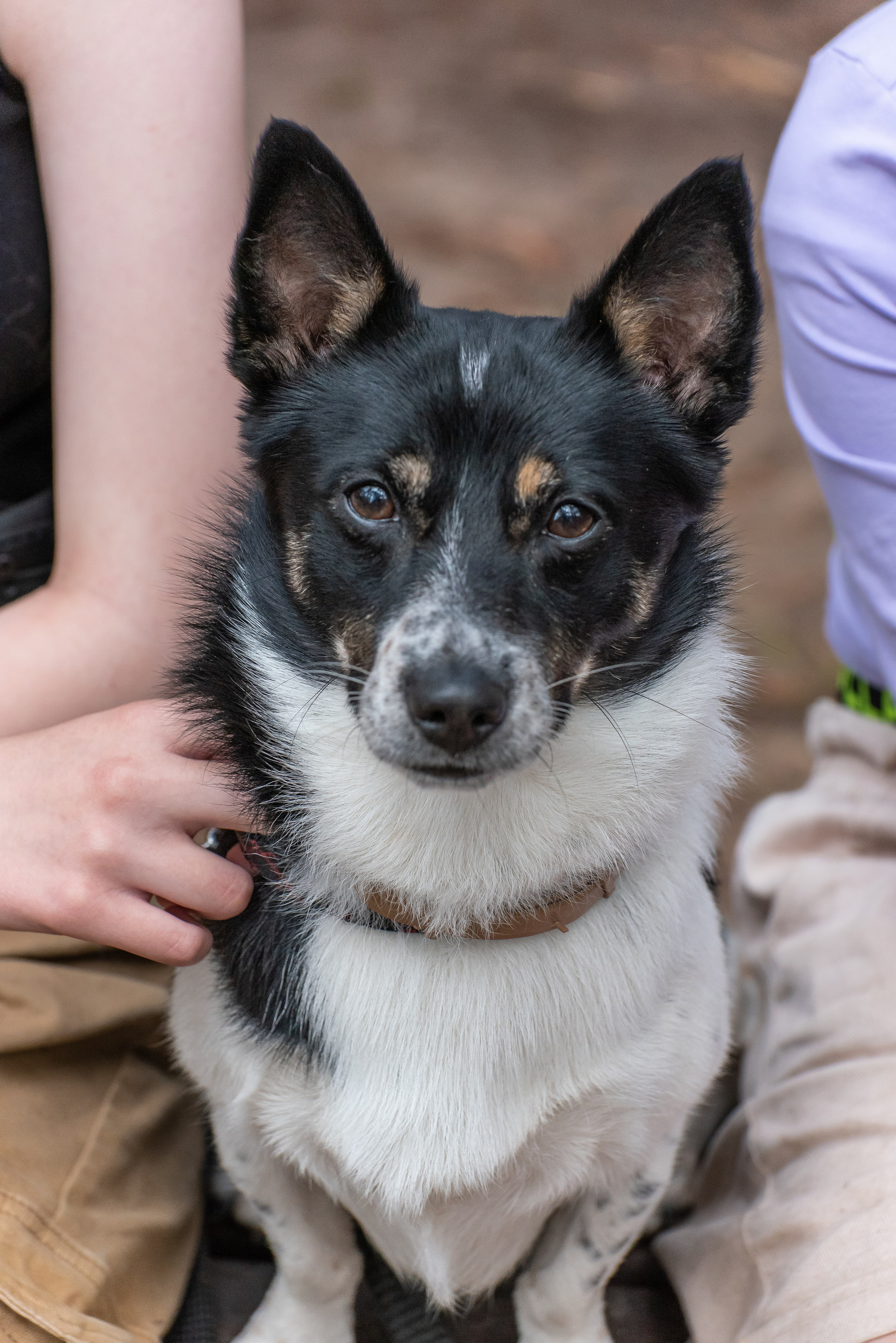 Хвостатые каникулы Детский кинологический лагерь. Фотограф Макс Огурцов в Нижнем Новгороде