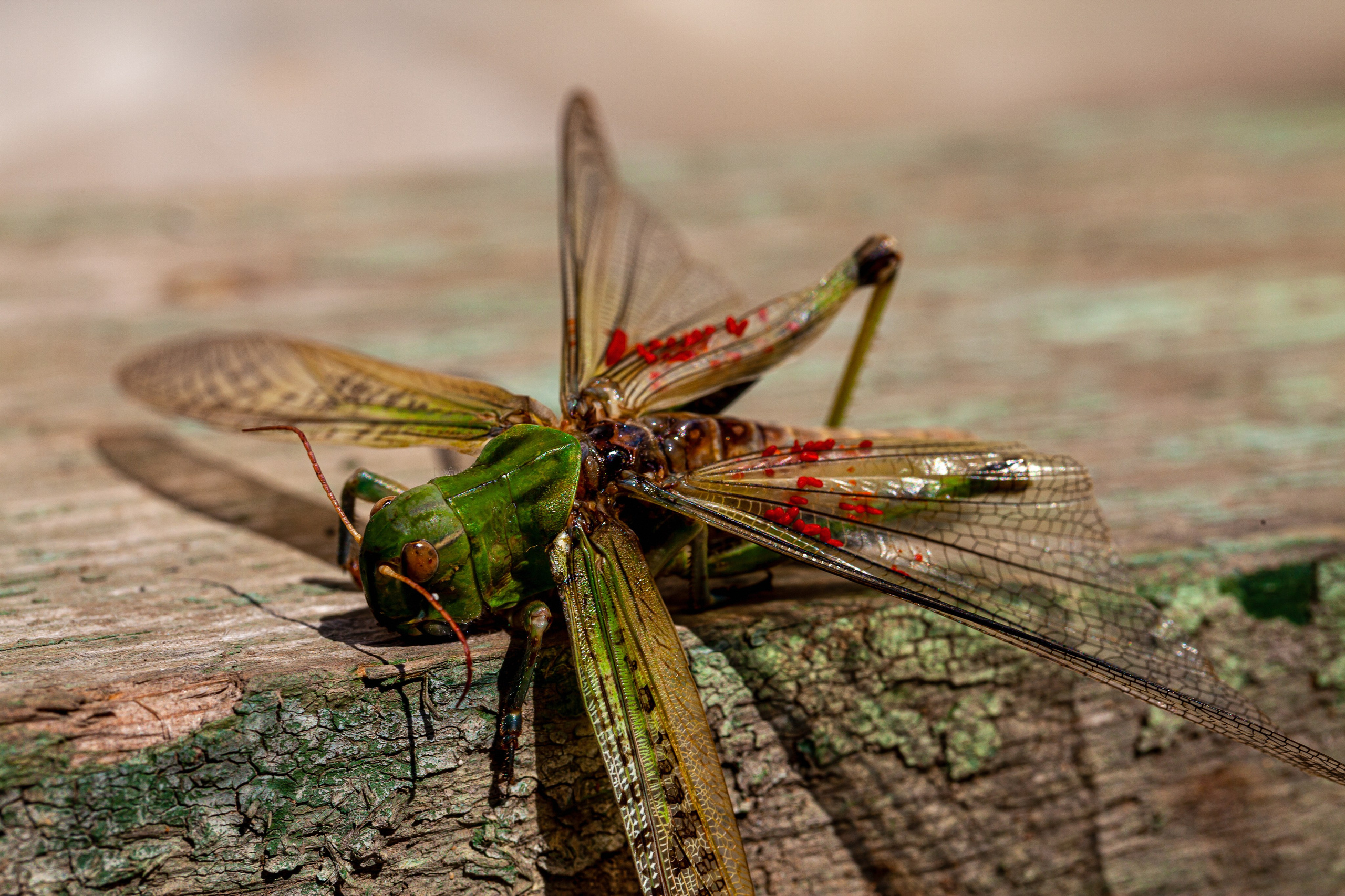 Саранча. Медиапродюсер, фотограф в Минеральных Водах —Виктор Холодов