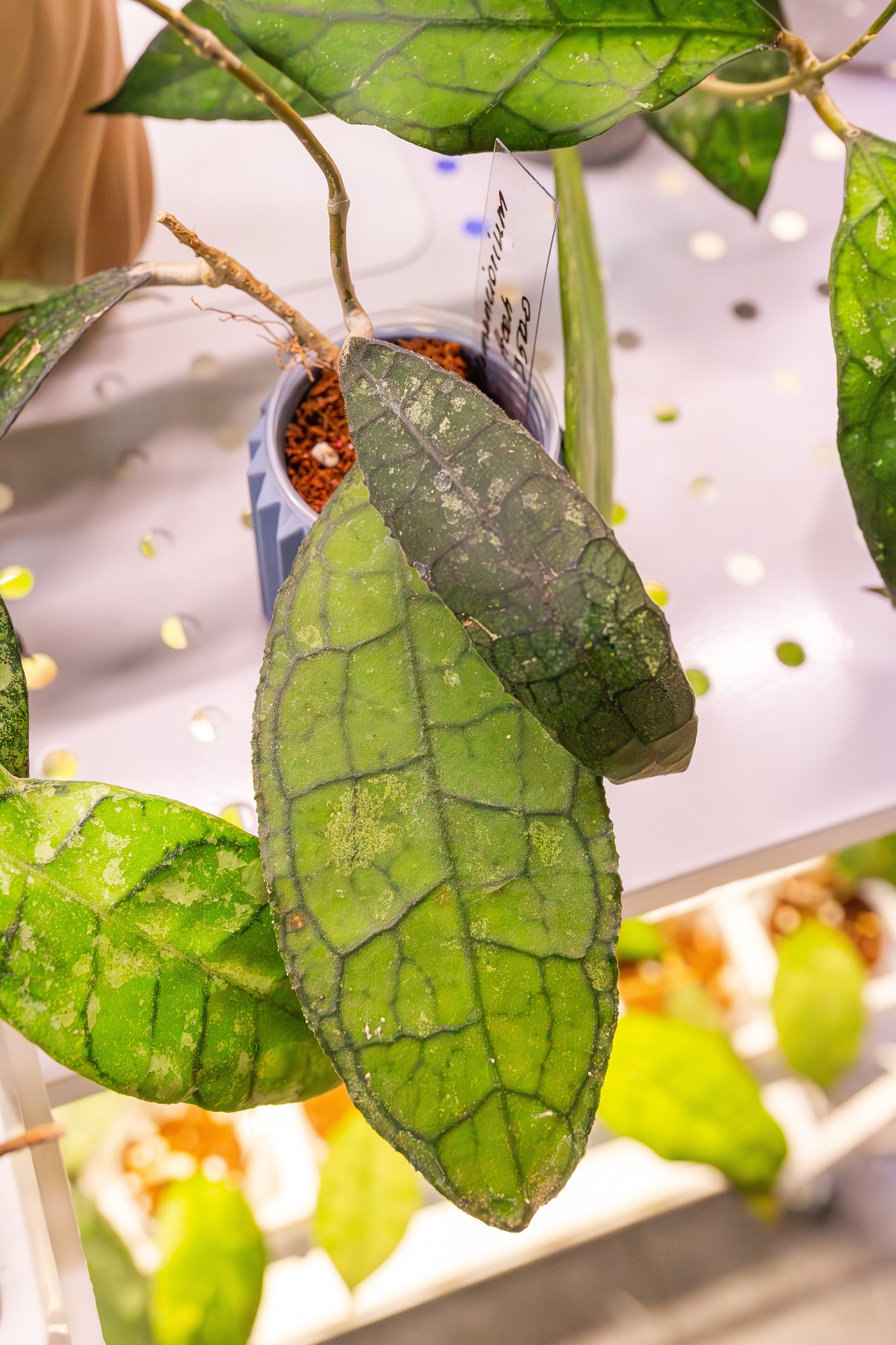 Монстериум апрель 2026. Александра Куликова фотограф, Москва