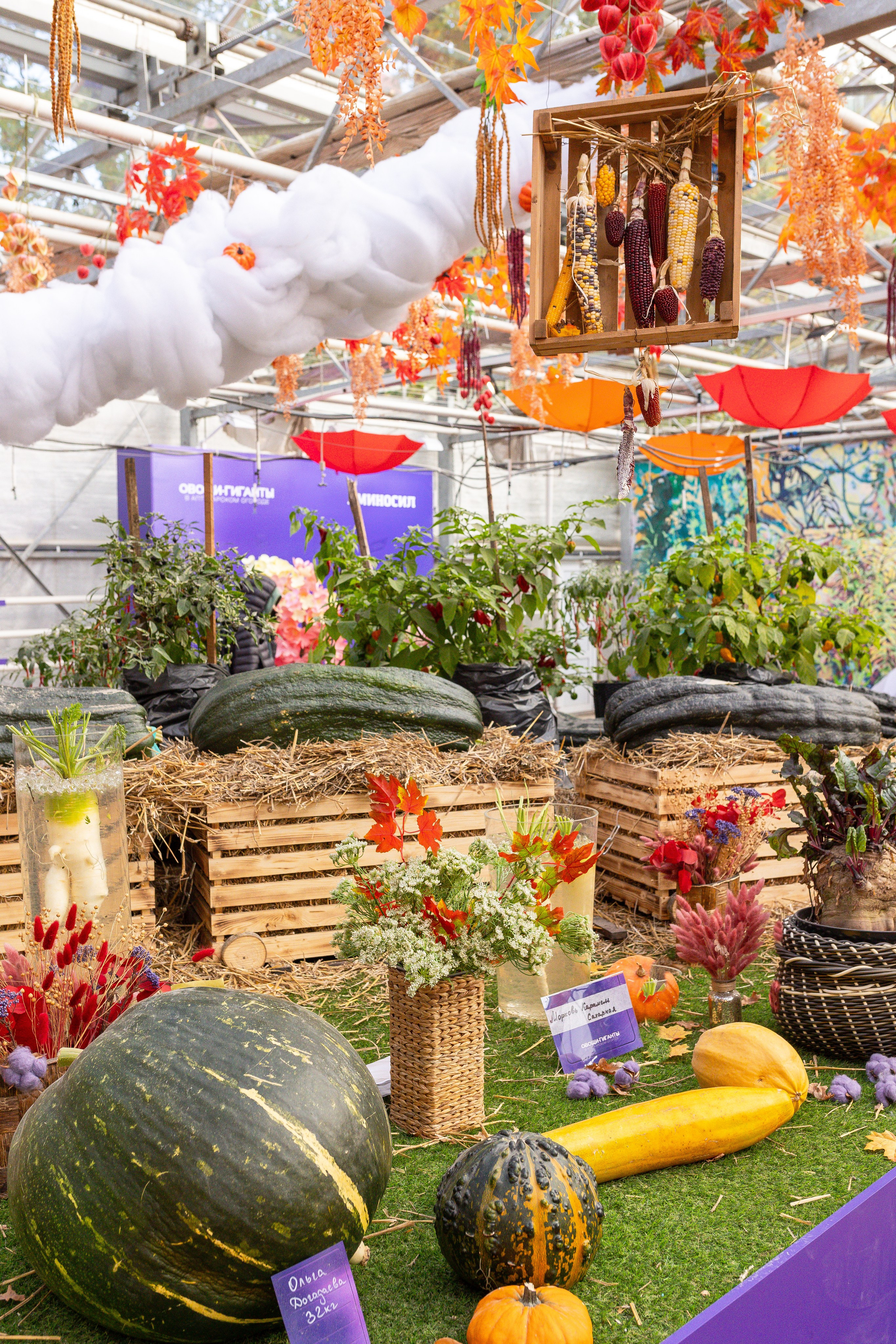 Овощи-гиганты. Александра Куликова фотограф, Москва