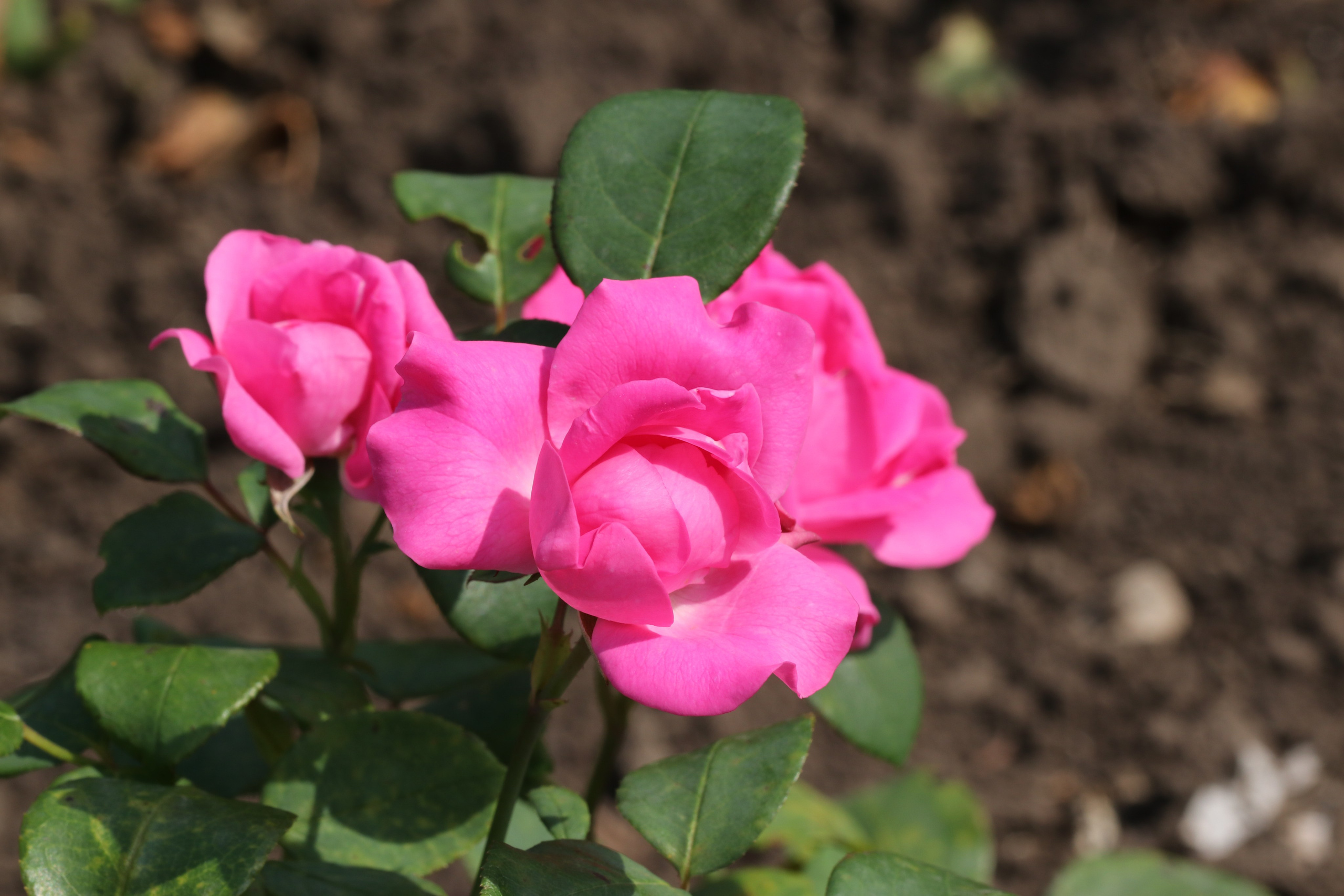 Долина роз в Кисловодске. Фото-художник и Репортажный фотограф Николаев Александр Алексеевич