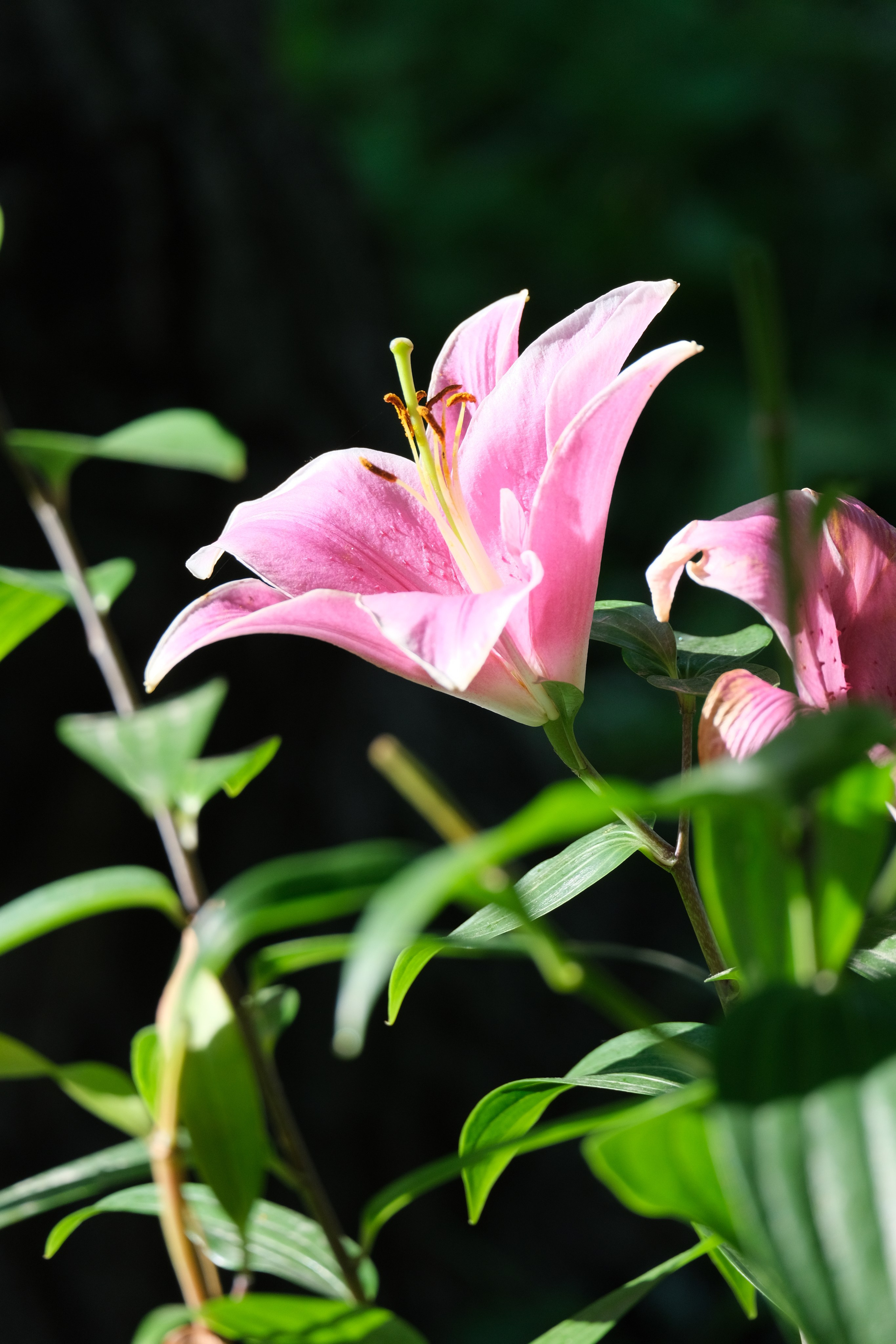 Портреты I. Фотографии города, архитектуры, цветов, макро, кошек. Москва
