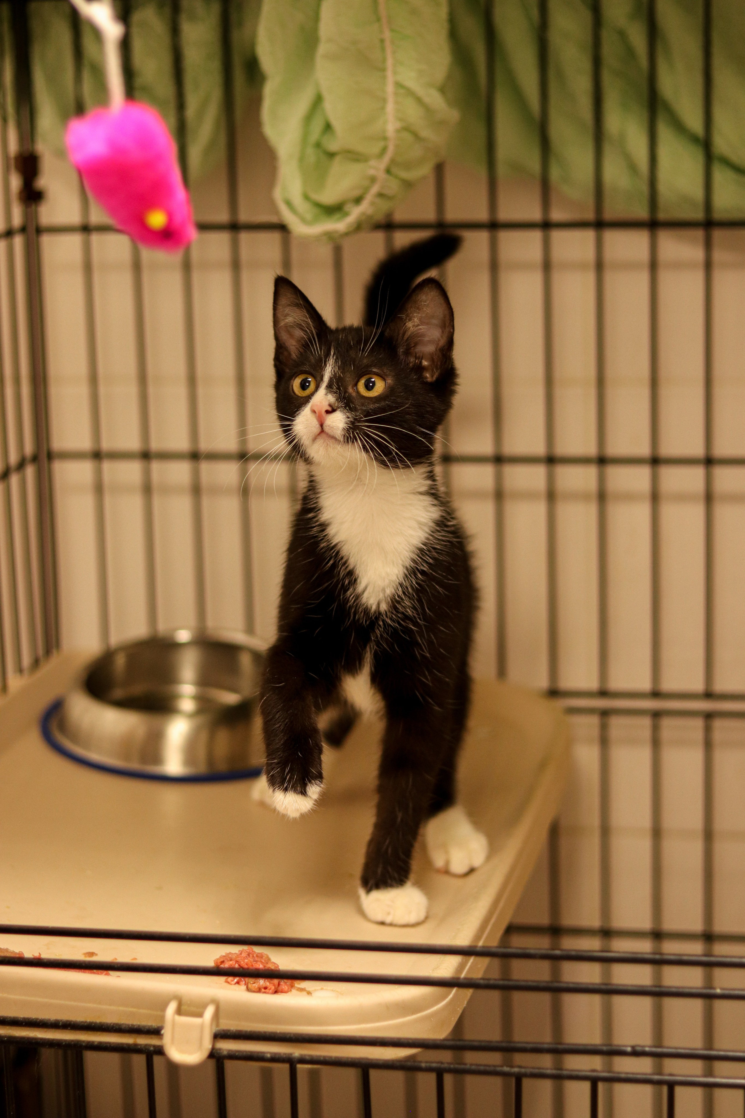 Петербургский дом кота (27 июня 2024). Ивентный фотограф в Санкт-Петербурге Олег Комков