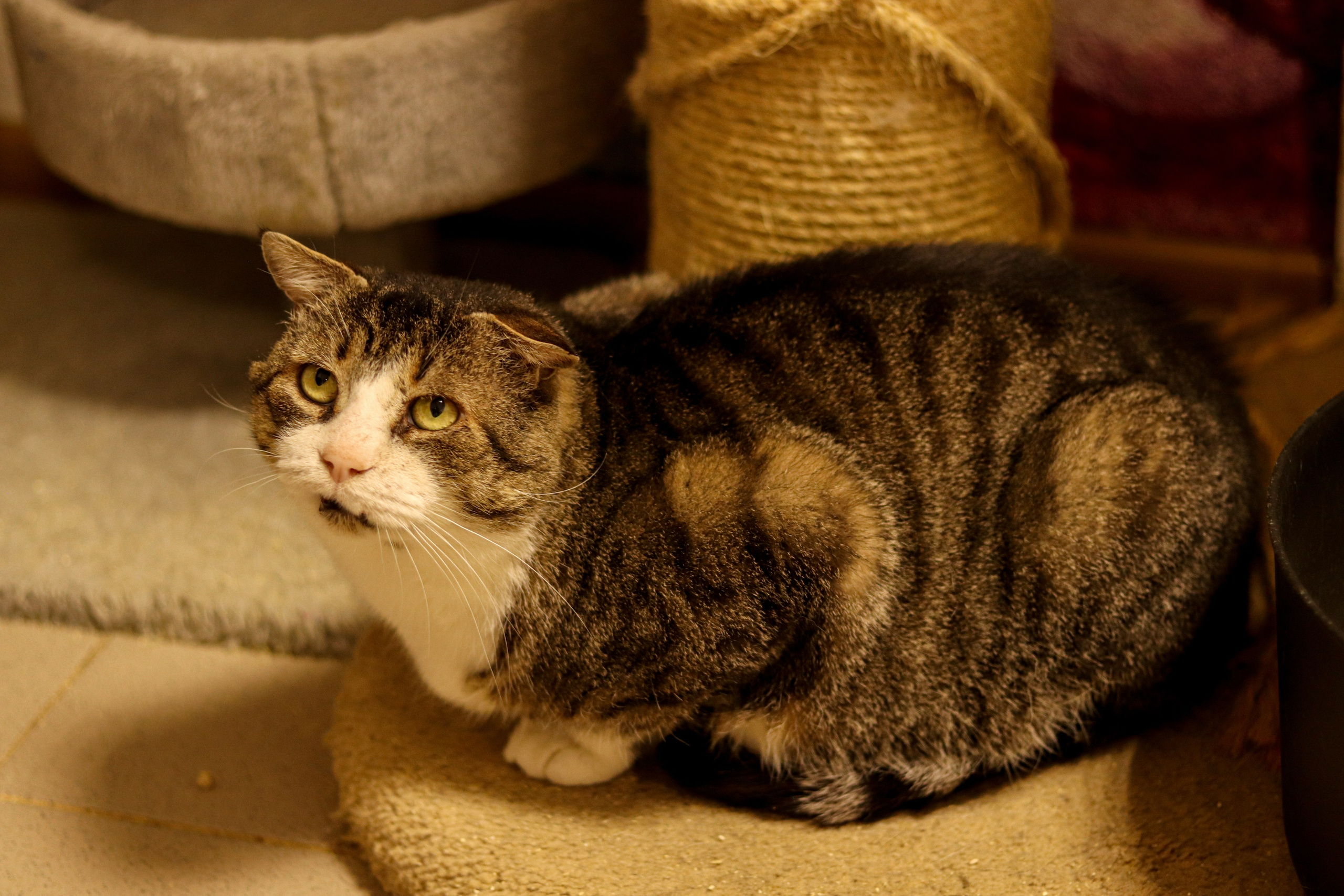 Петербургский дом кота (27 июня 2024). Ивентный фотограф в Санкт-Петербурге Олег Комков