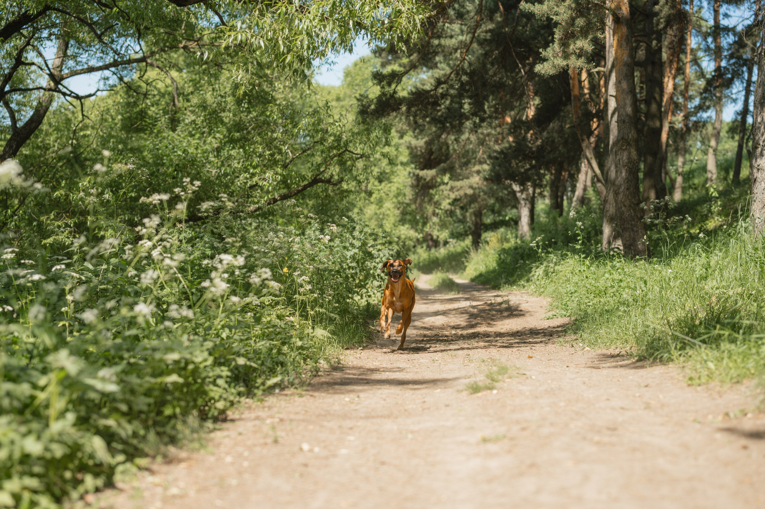 Белла ❤️. Семейный фотограф и анималист в Москве и Московской области