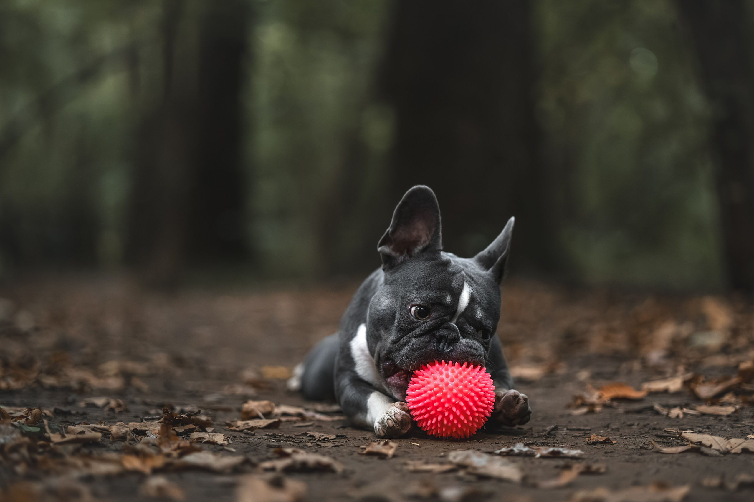 Французский Бульдог в Воронцовском парке (в обработке). Фотограф Анималист в Москве Анастасия Жучкова