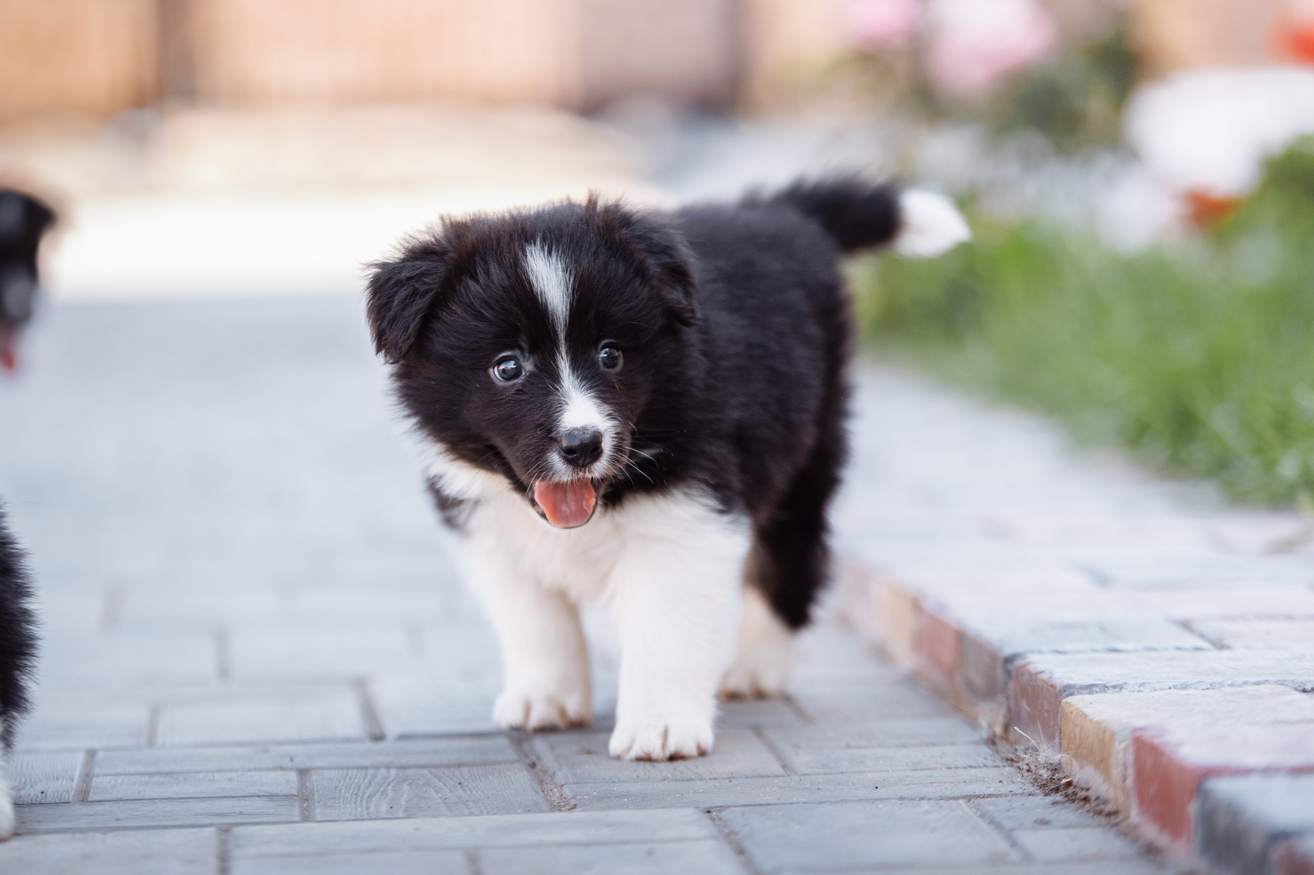 МММ — маленькое мягкое милое. О нас