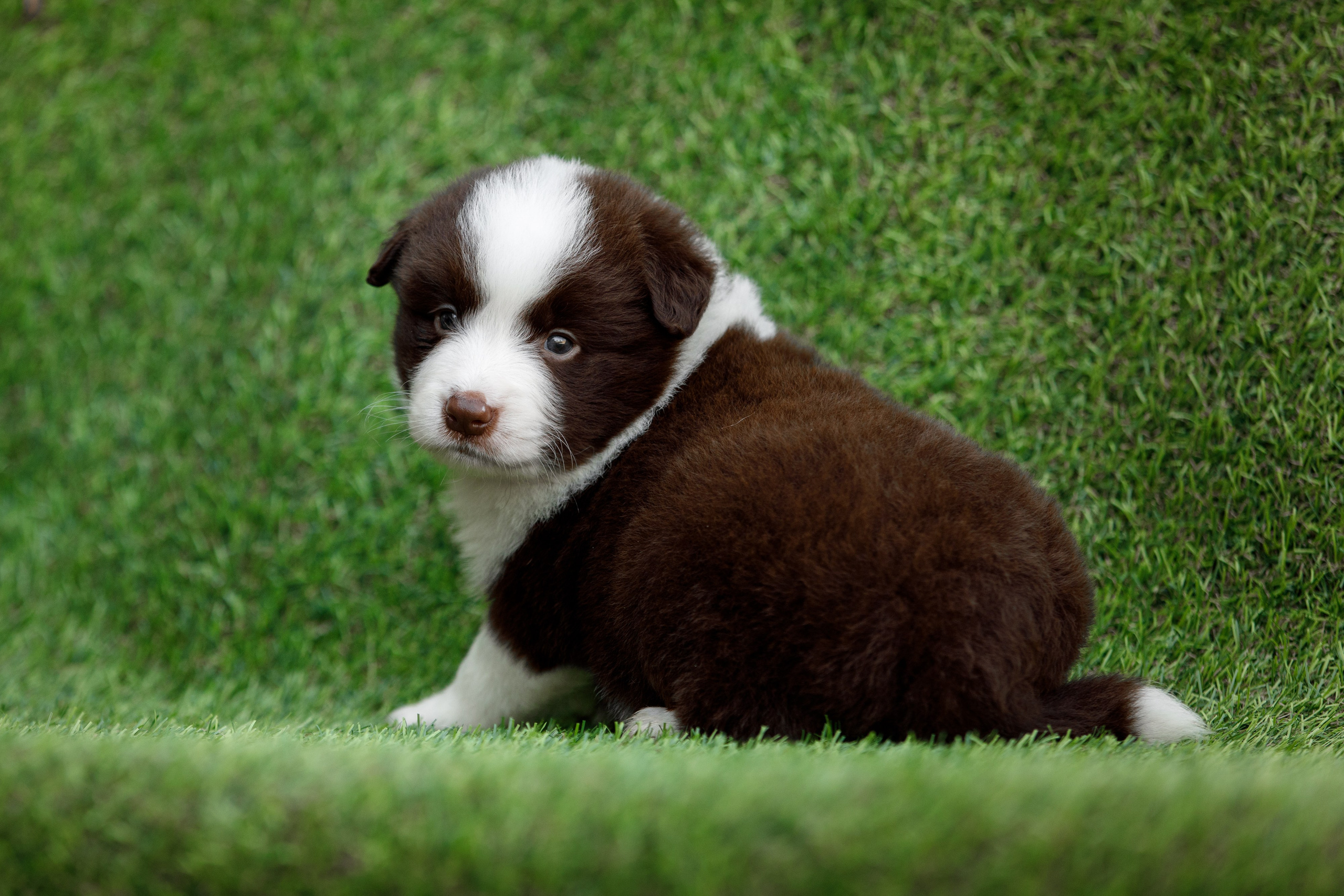 Смешарики. О нас