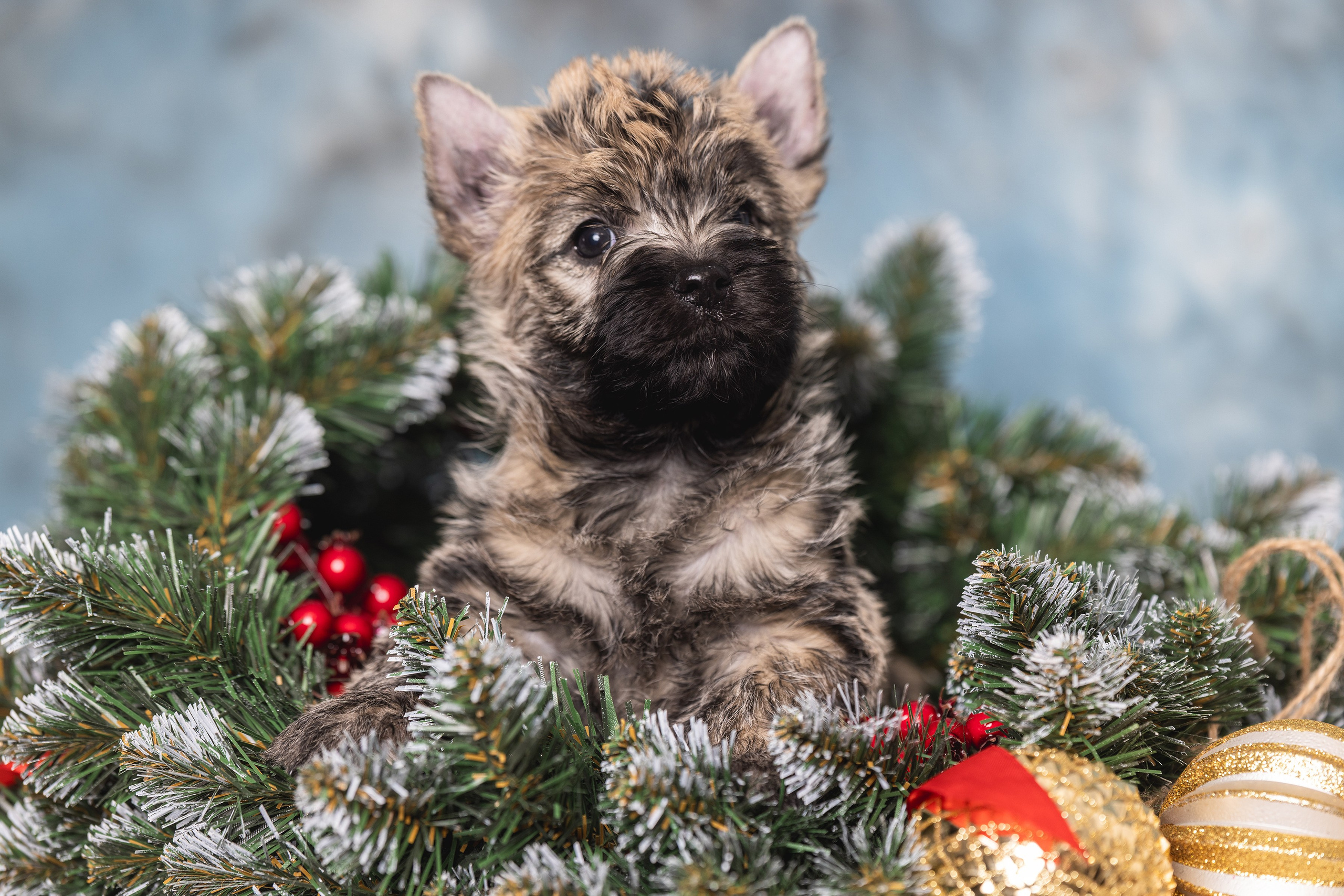 Хвостатый Новый Год. Фотограф Алена Звездина