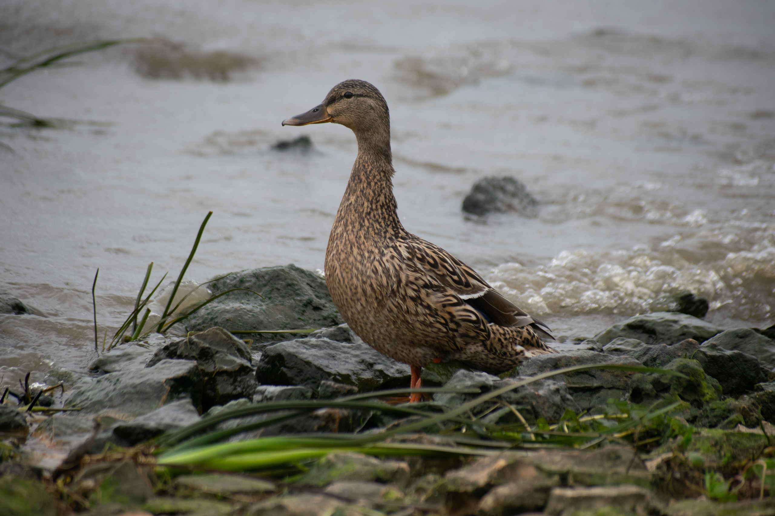 РГ. Лето. Вода. Iliya Soldatkin Fine Art Photography