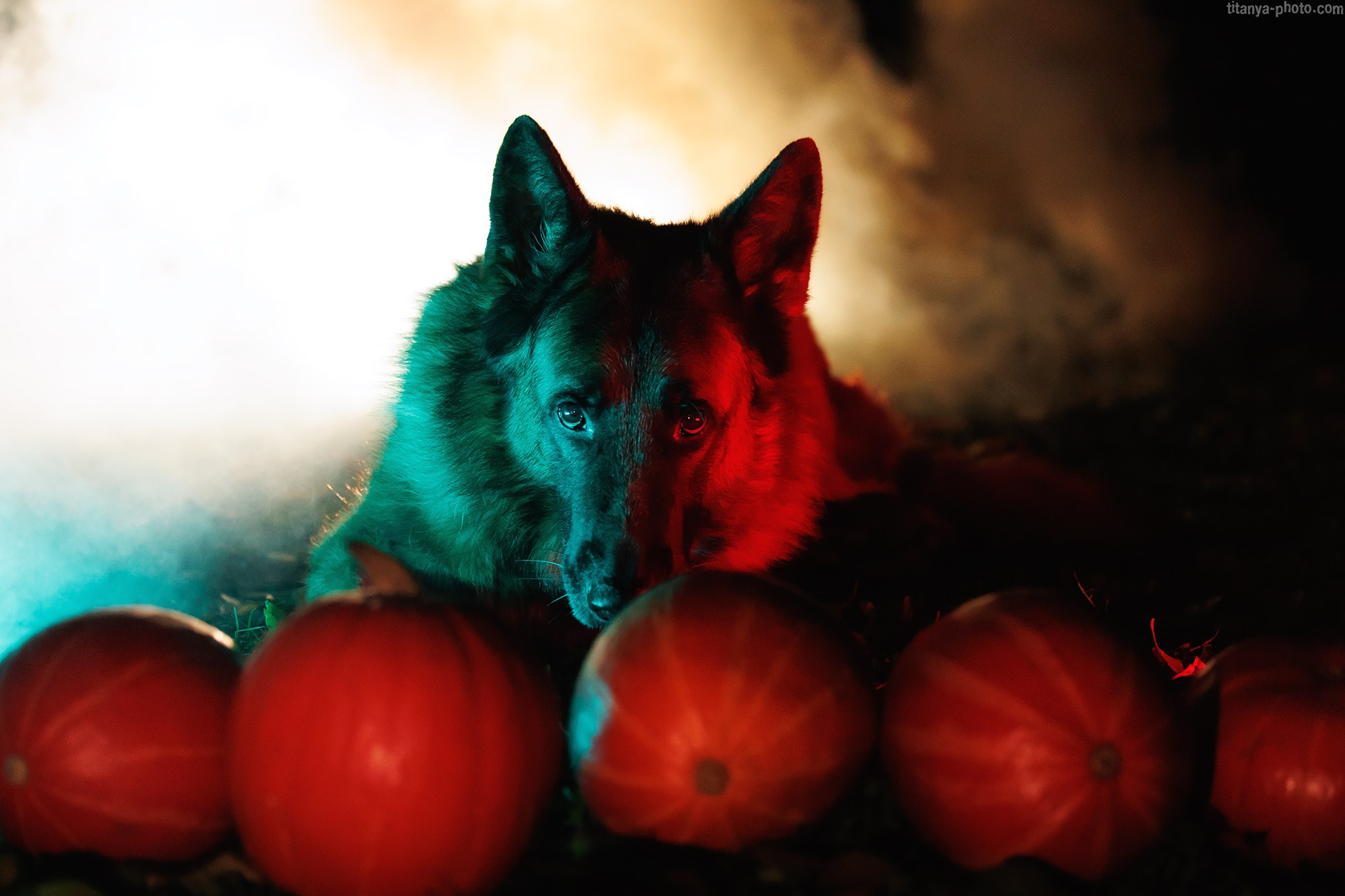 Happy Halloween!. Фотограф собак, фотограф-анималист Аня Титова (Titanya). Москва