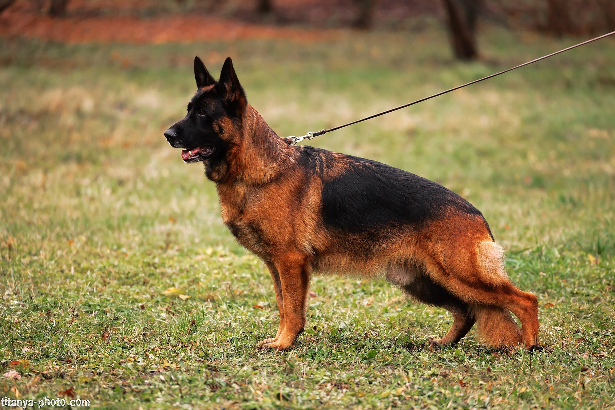Экстерьерная фотосъёмка немецких овчарок. Фотограф собак, фотограф-анималист Аня Титова (Titanya). Москва