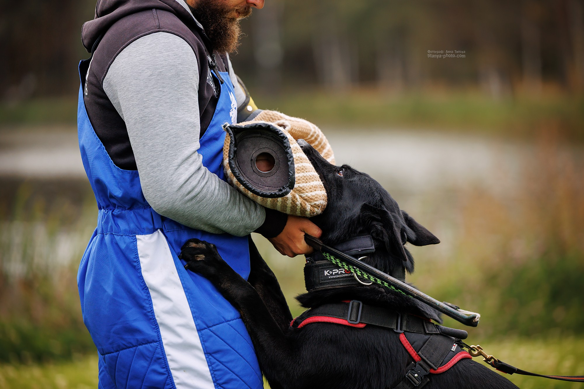 Тренировка по защите в питомнике немецких овчарок «Легенда Волги». Фотограф собак, фотограф-анималист Аня Титова (Titanya). Москва