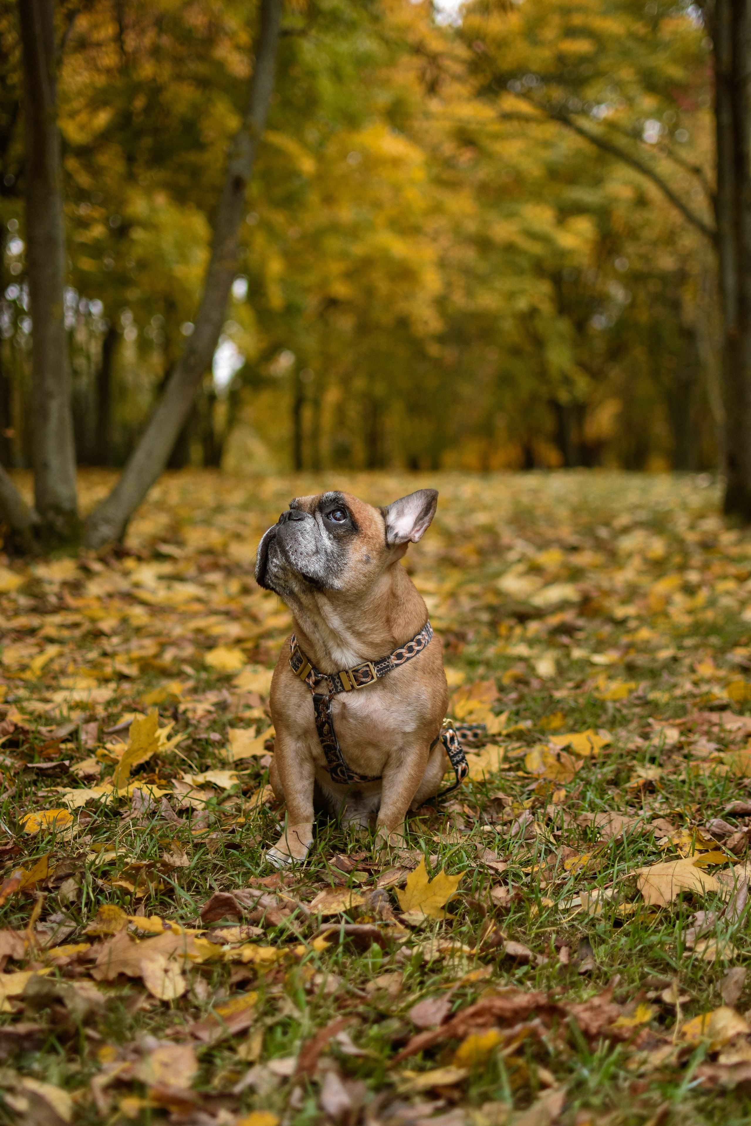 Форбс и Юля. Фотограф-анималист Ксения Шевцова|Москва