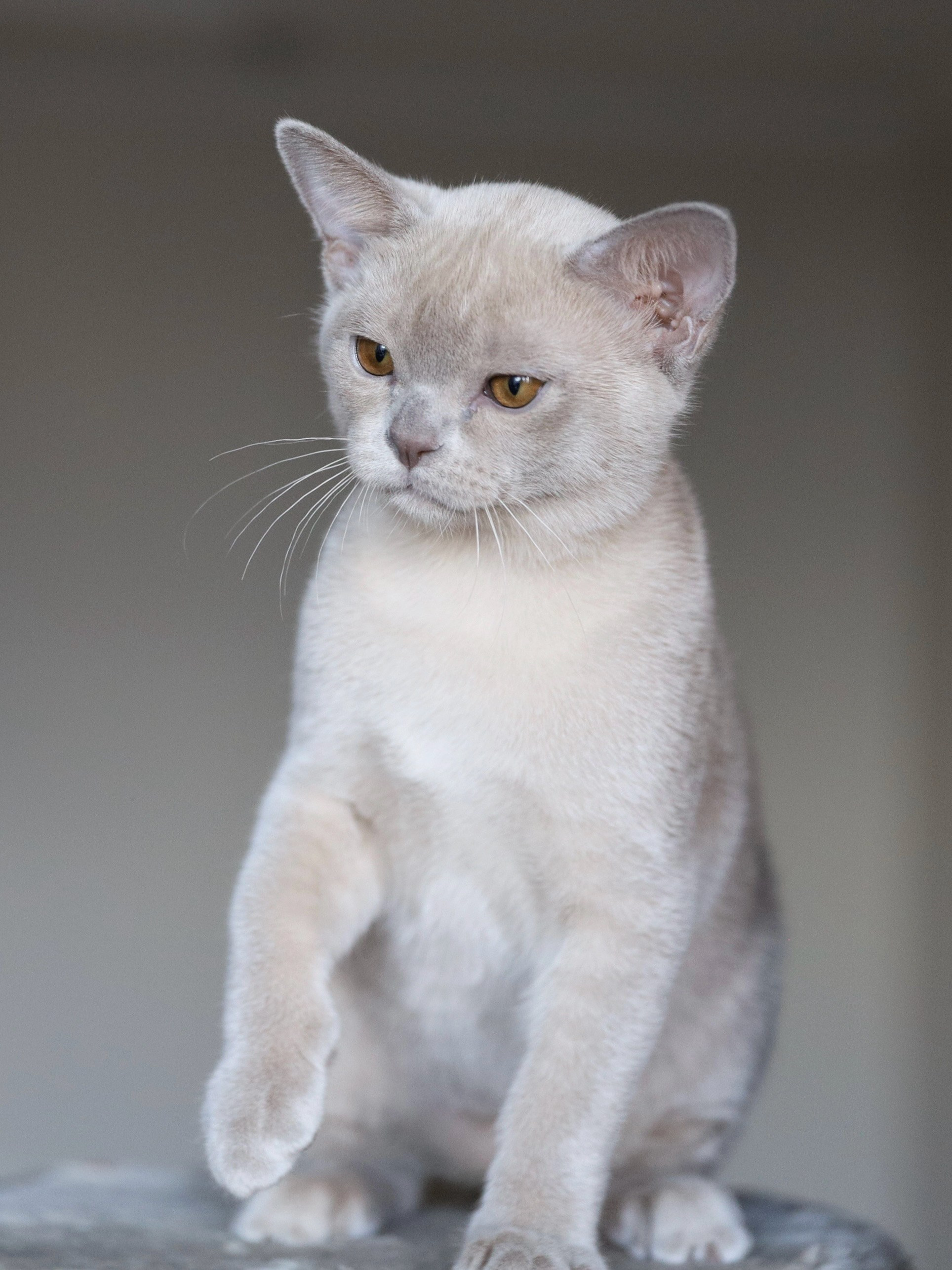 Chester. Cattery “Bouncy Life”