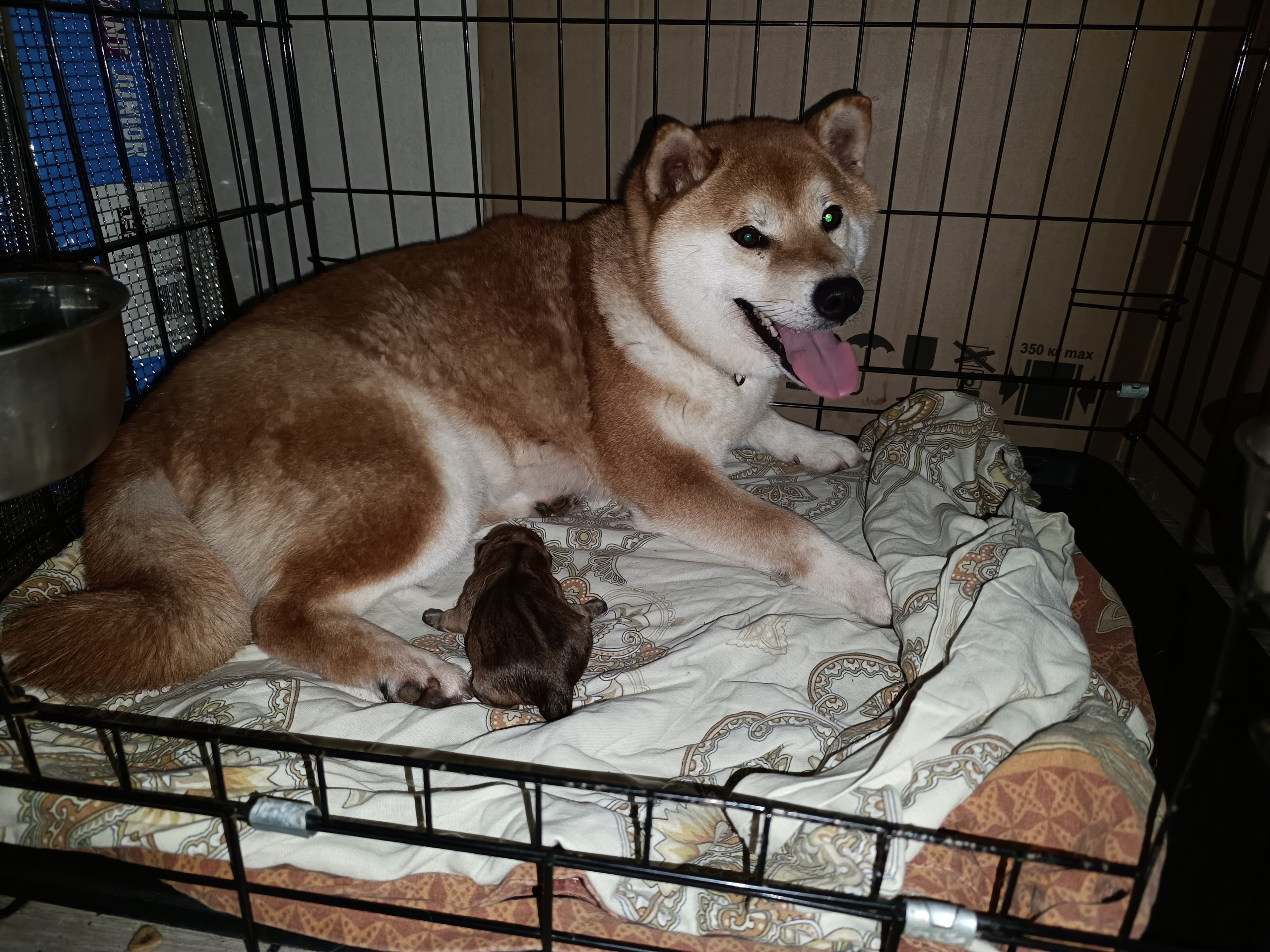 сиба питомник Рубилайт щенки на продажу rubylight  сиба щенки купить СПб Санкт-Петербург 