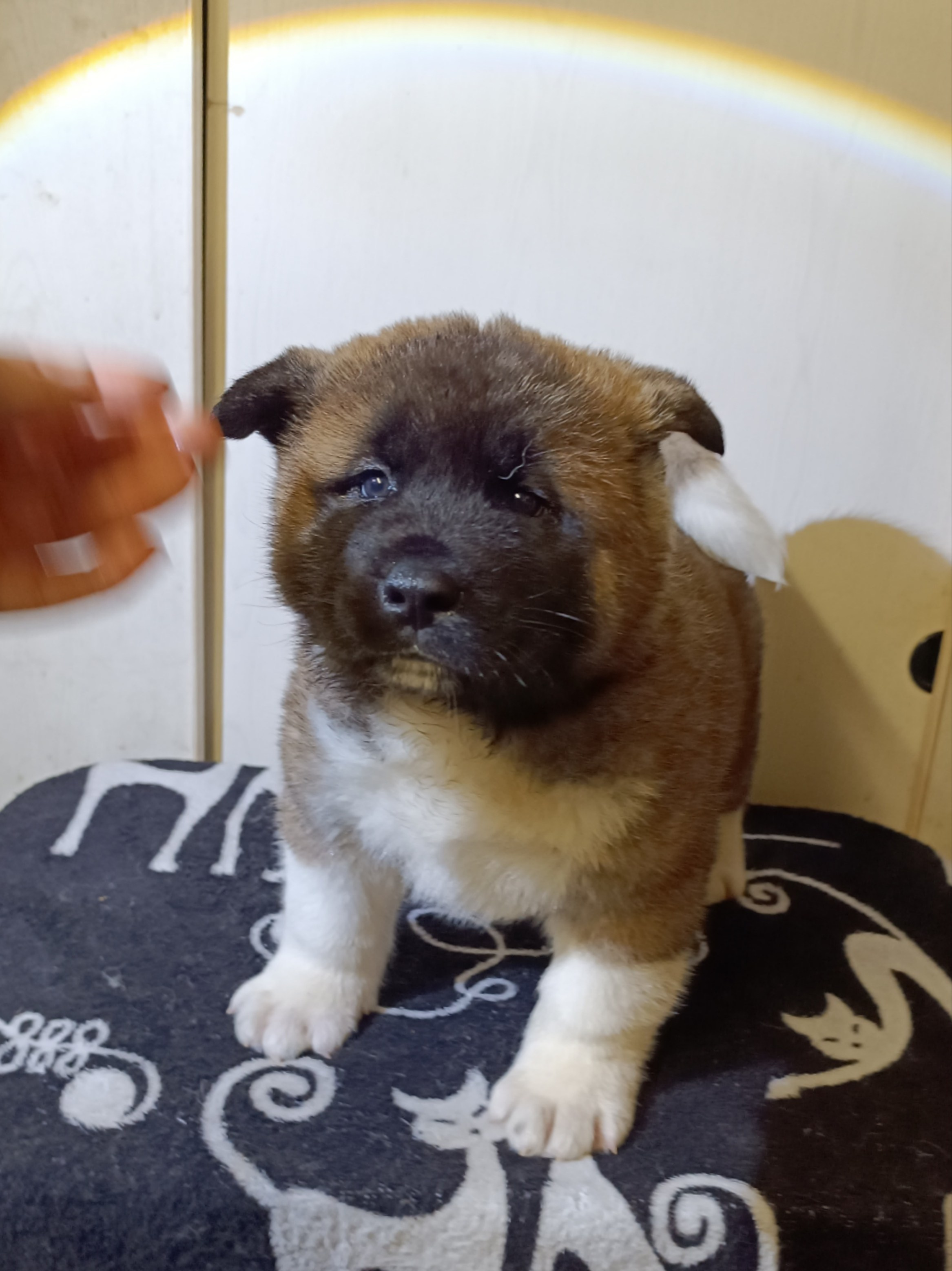 Rubylight Cirrus. Американская акита I Сиба ину I Питомник RUBYLIGHT