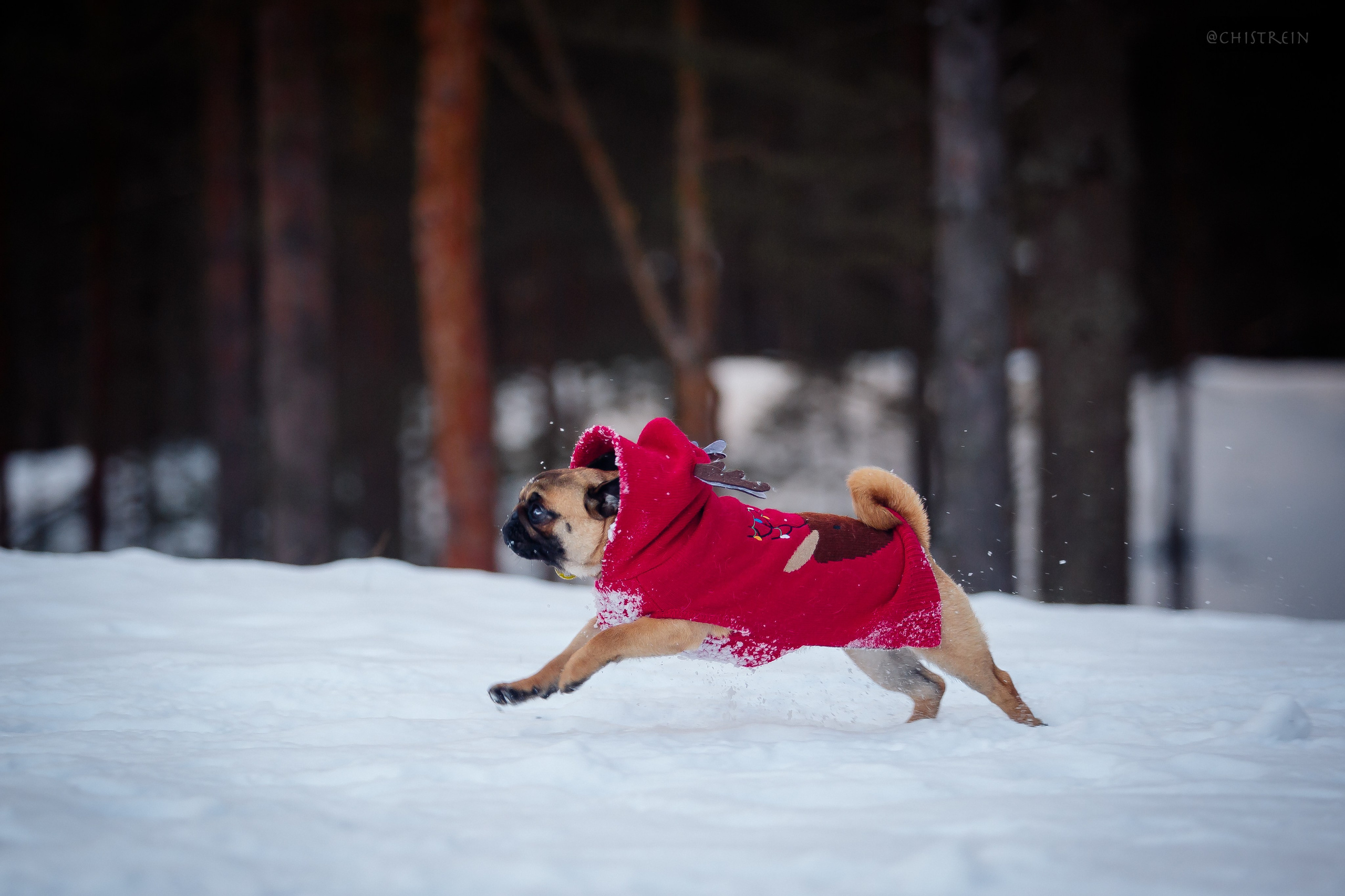 Новогоднее настроение. Роза. Фотограф-анималист Наталия Чистюхина в г. Сосновый Бор и ЛО