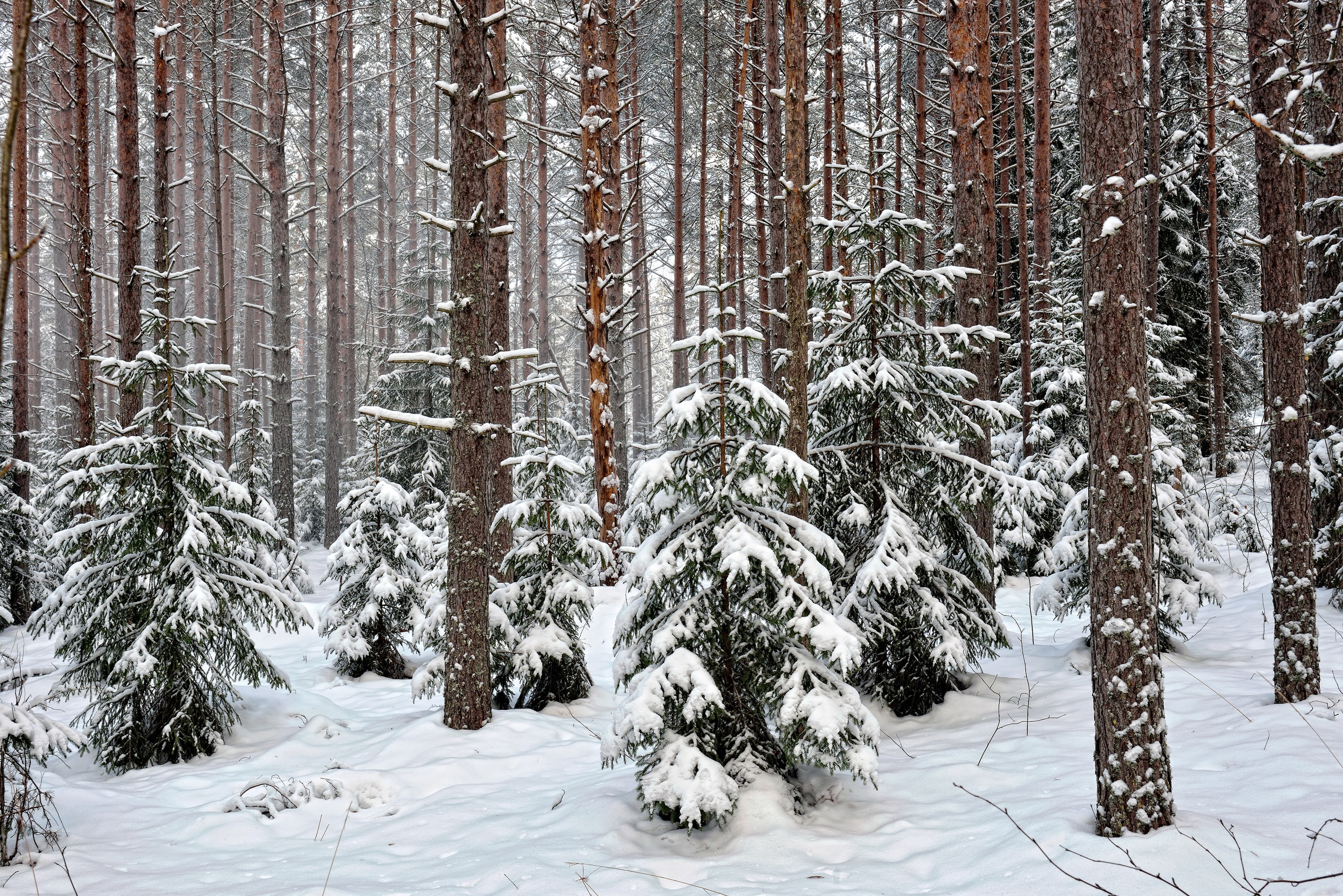 Landscape, nature, plants, details of the world around us. Personal website of photographer Dmitry Raikin