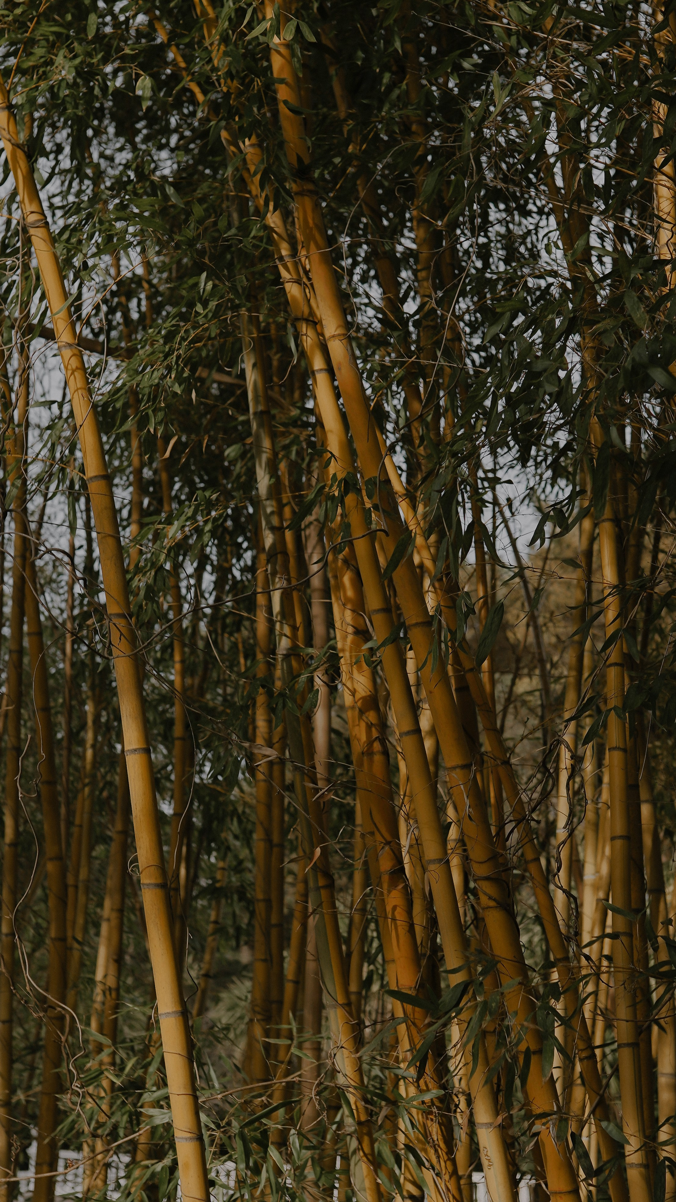 ЦВЕТЕНИЕ. Милана Довгаль - семейный фотограф и видеограф  в Адлере и Сочи