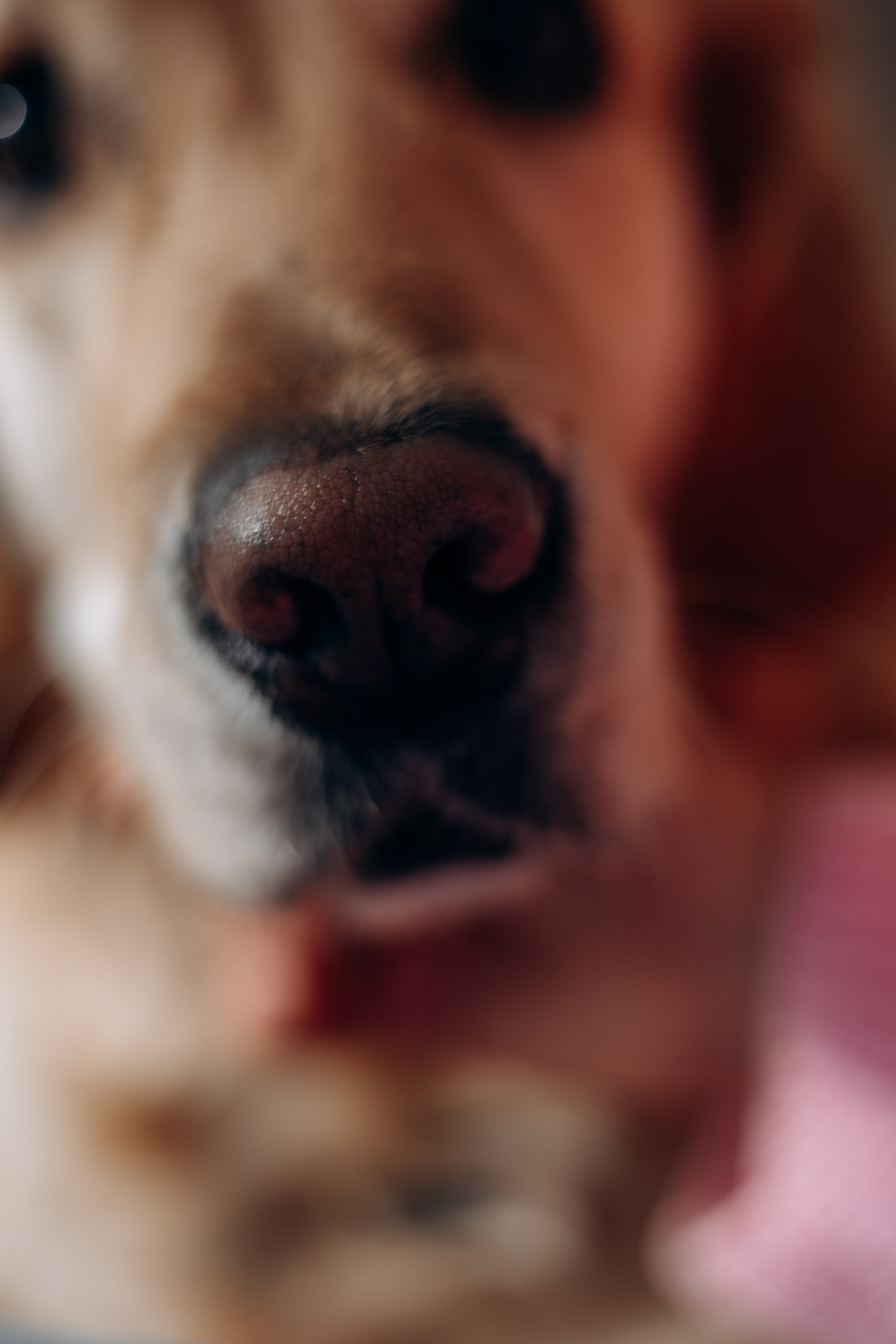 Марина и Чили. Фотограф — Анималист | Санкт-Петербург