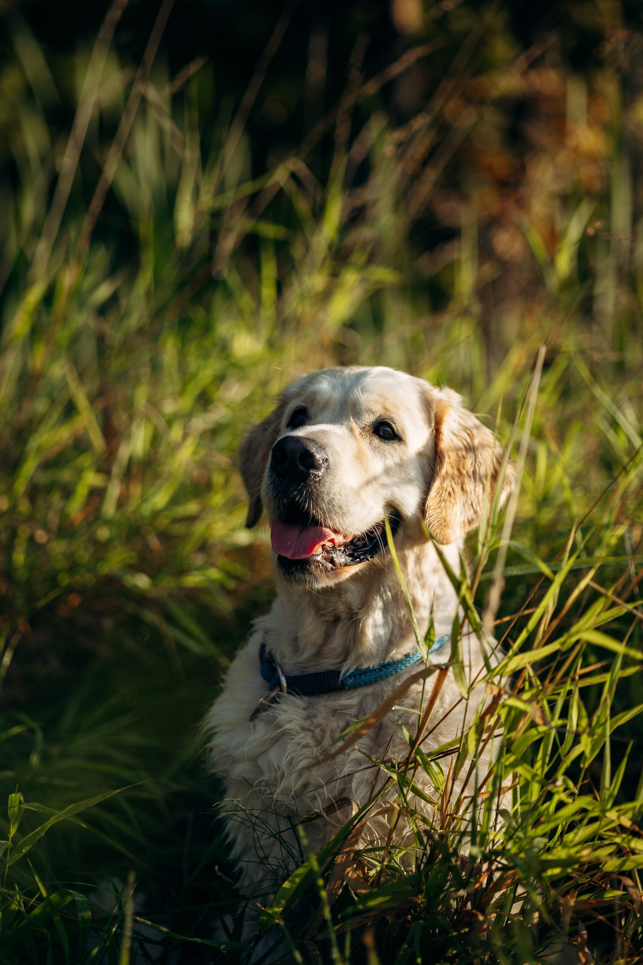 Ирина и ее золотинки. Фотограф — Анималист | Санкт-Петербург