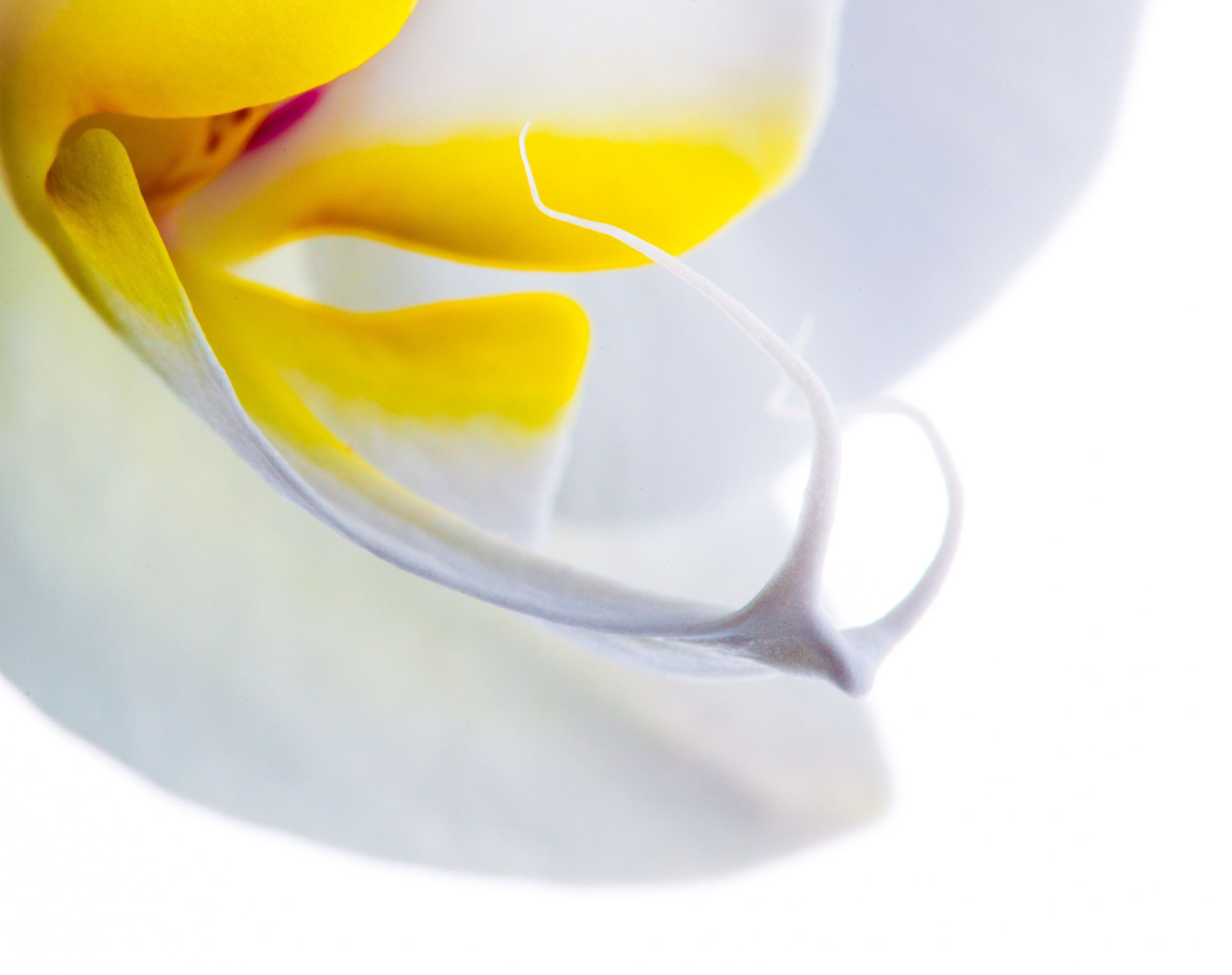 свадебный фотограф Геленджик