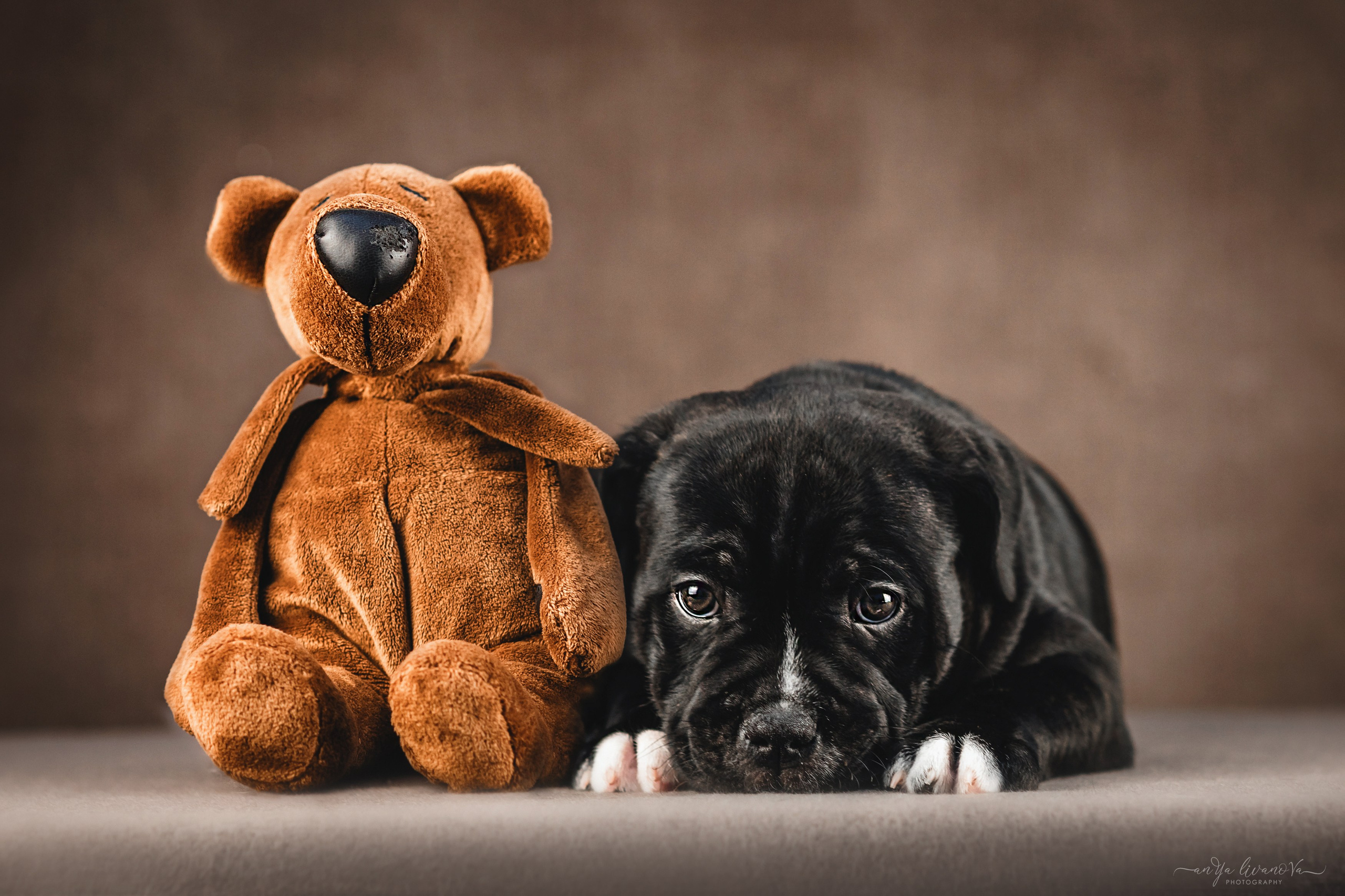 Стаффи. Фотограф анималист Аня Ливанова | Рыбинск