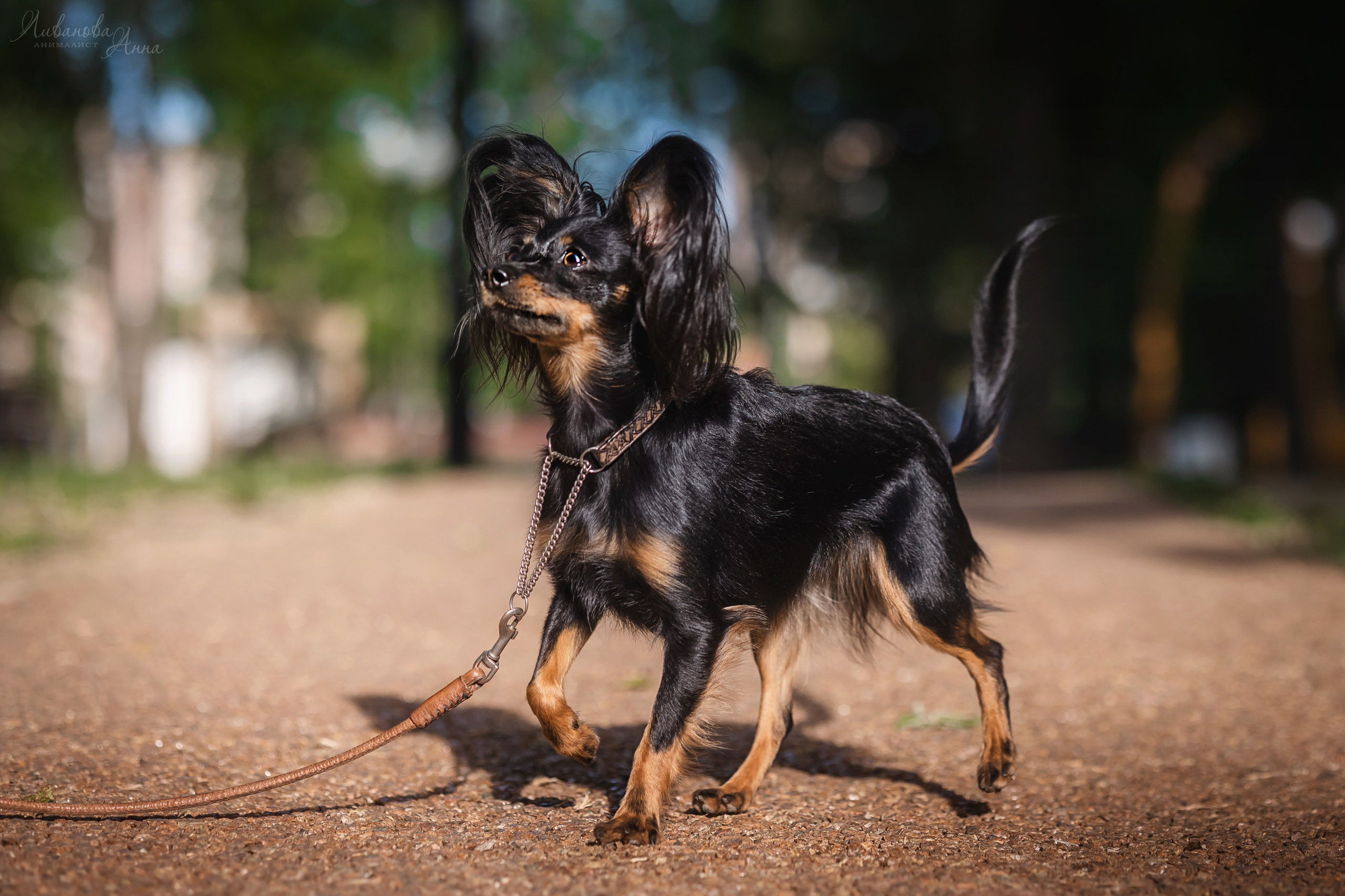 Лена и тойчики. Фотограф анималист Аня Ливанова | Рыбинск
