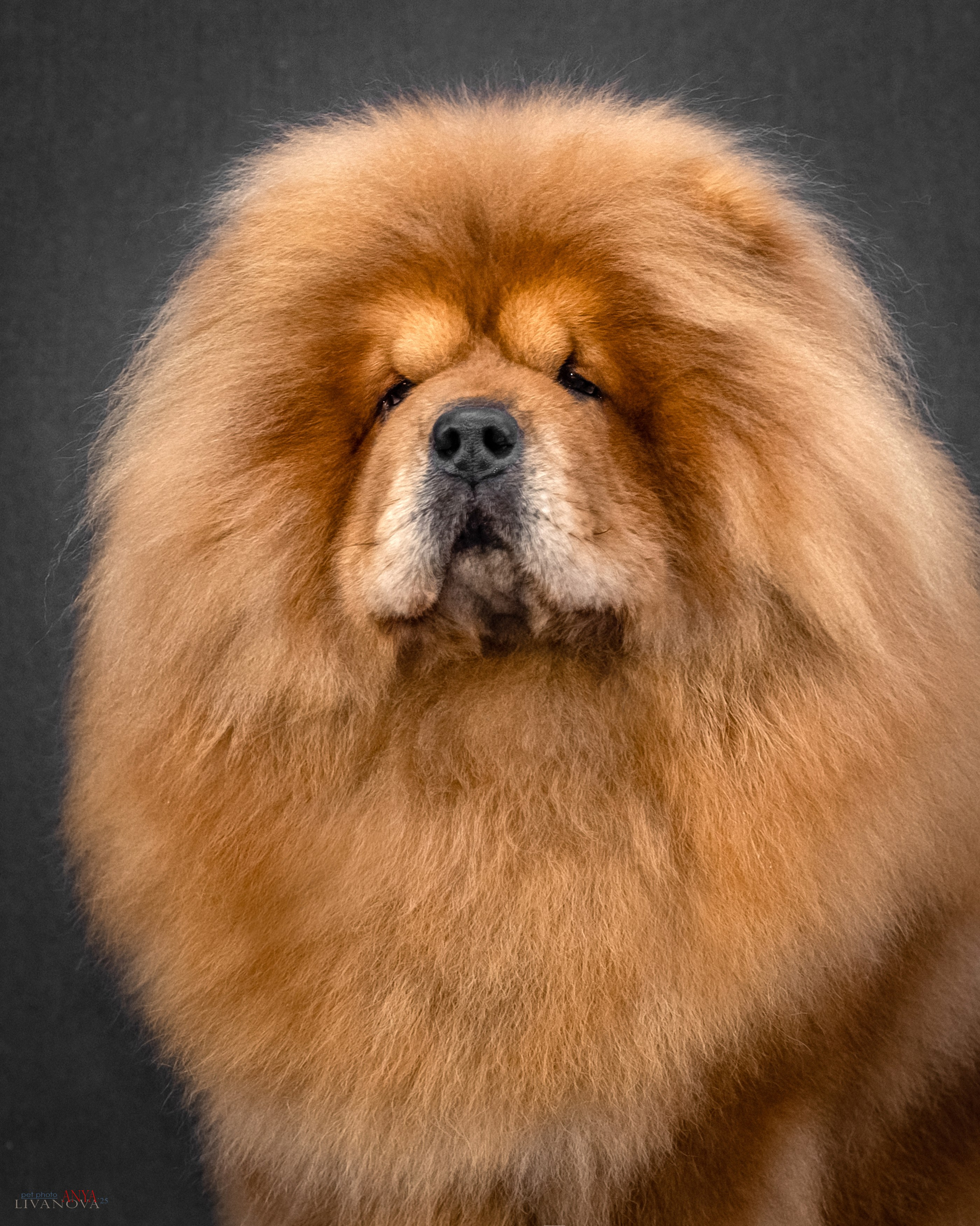 Дарик. Фотограф анималист Аня Ливанова | Рыбинск