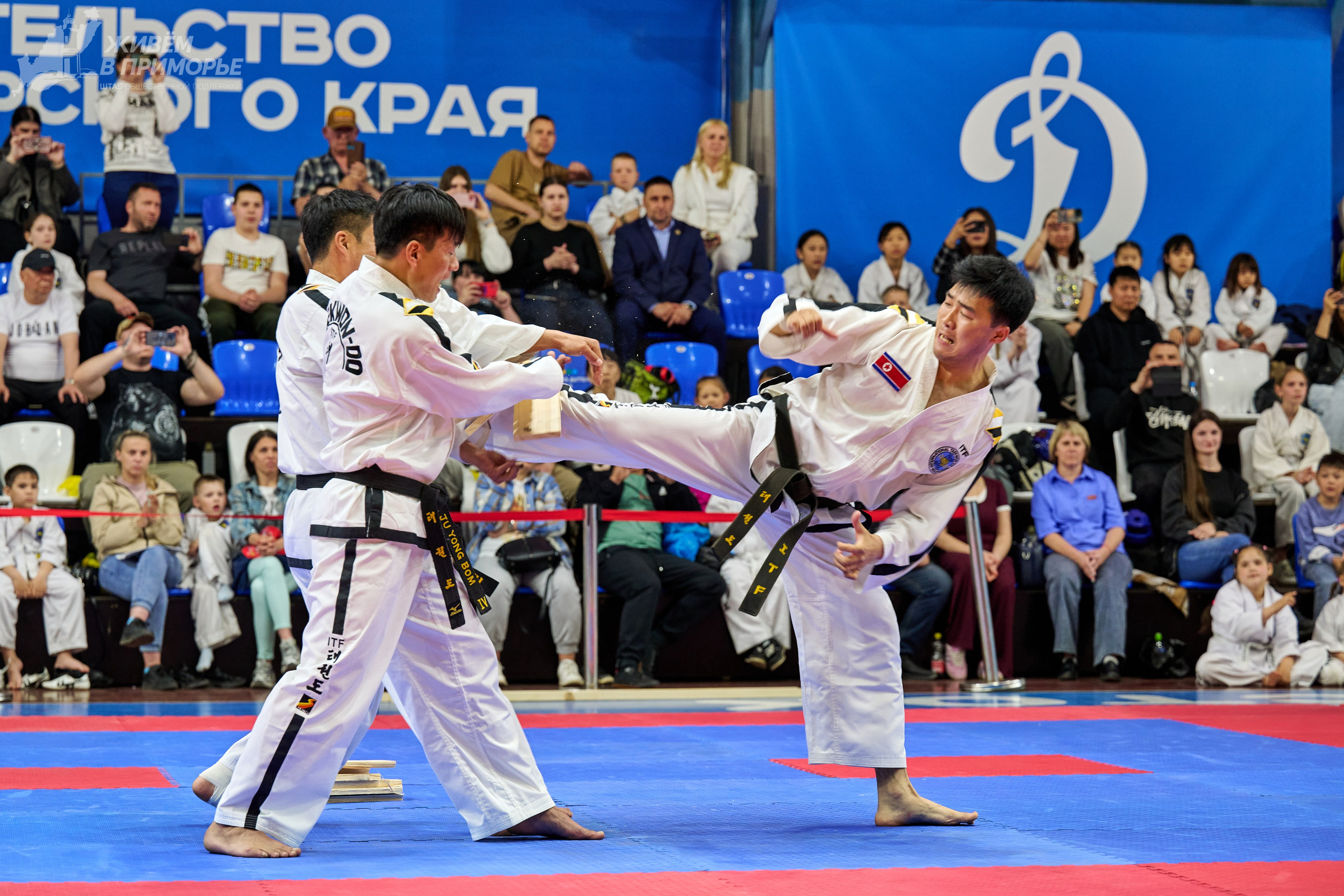 Кубок губернатора по тхэквондо. Профессиональный репортажный фотограф Инесса Иминова