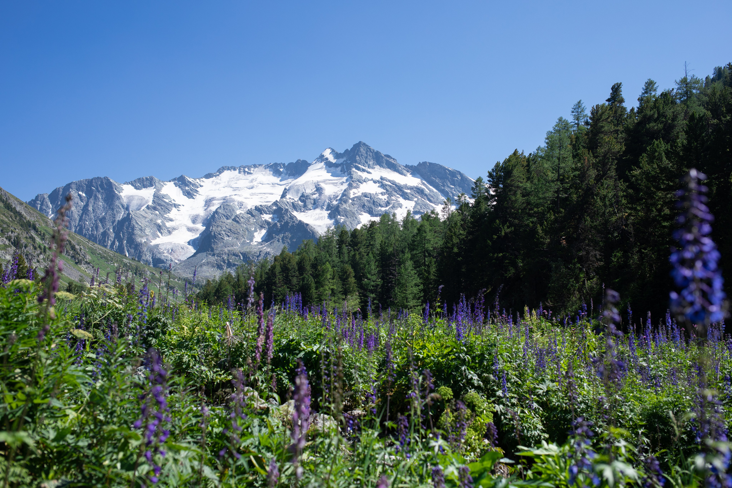 Altai. Yulia Tsyganova