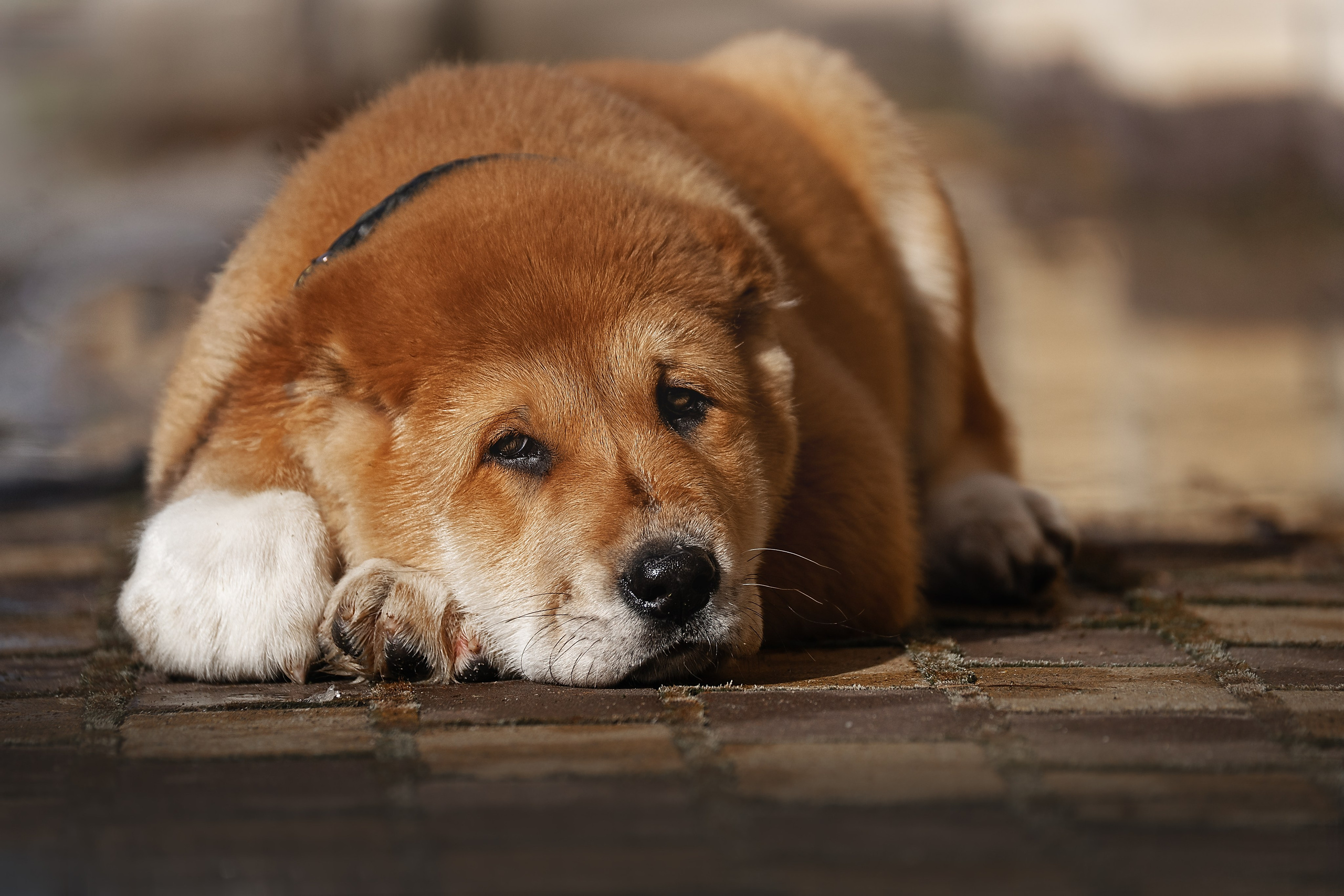 Щенки/котята. Фотограф-анималист Нижний Новгород