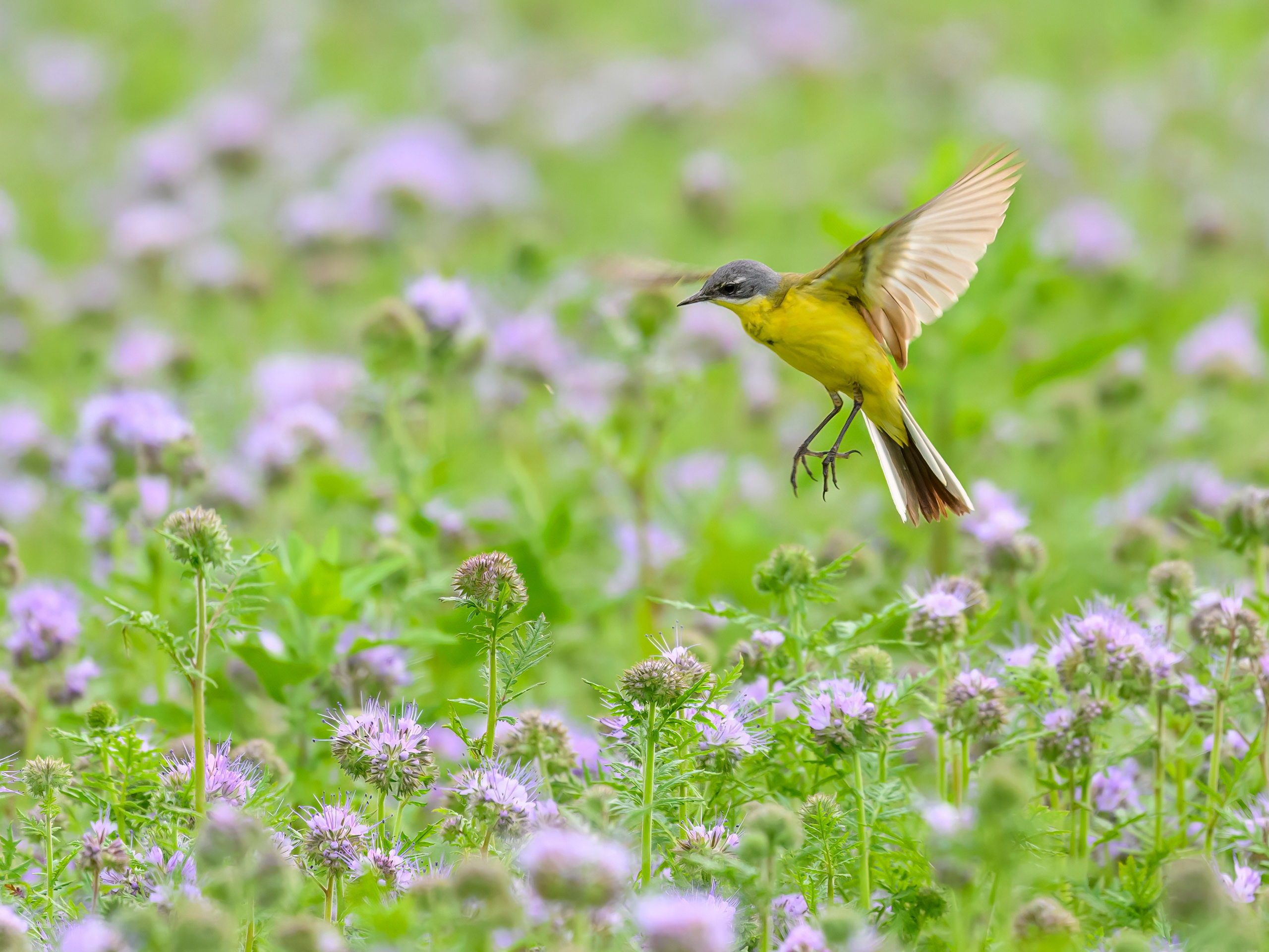 Лунь и трясогузки. Wildlife photography by Sergey Puponin