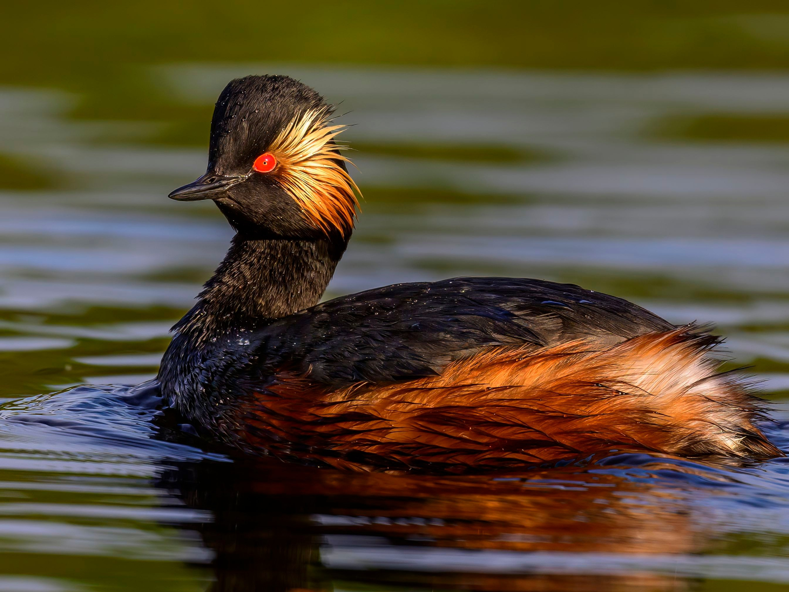 Черношейная поганка. Wildlife photography by Sergey Puponin