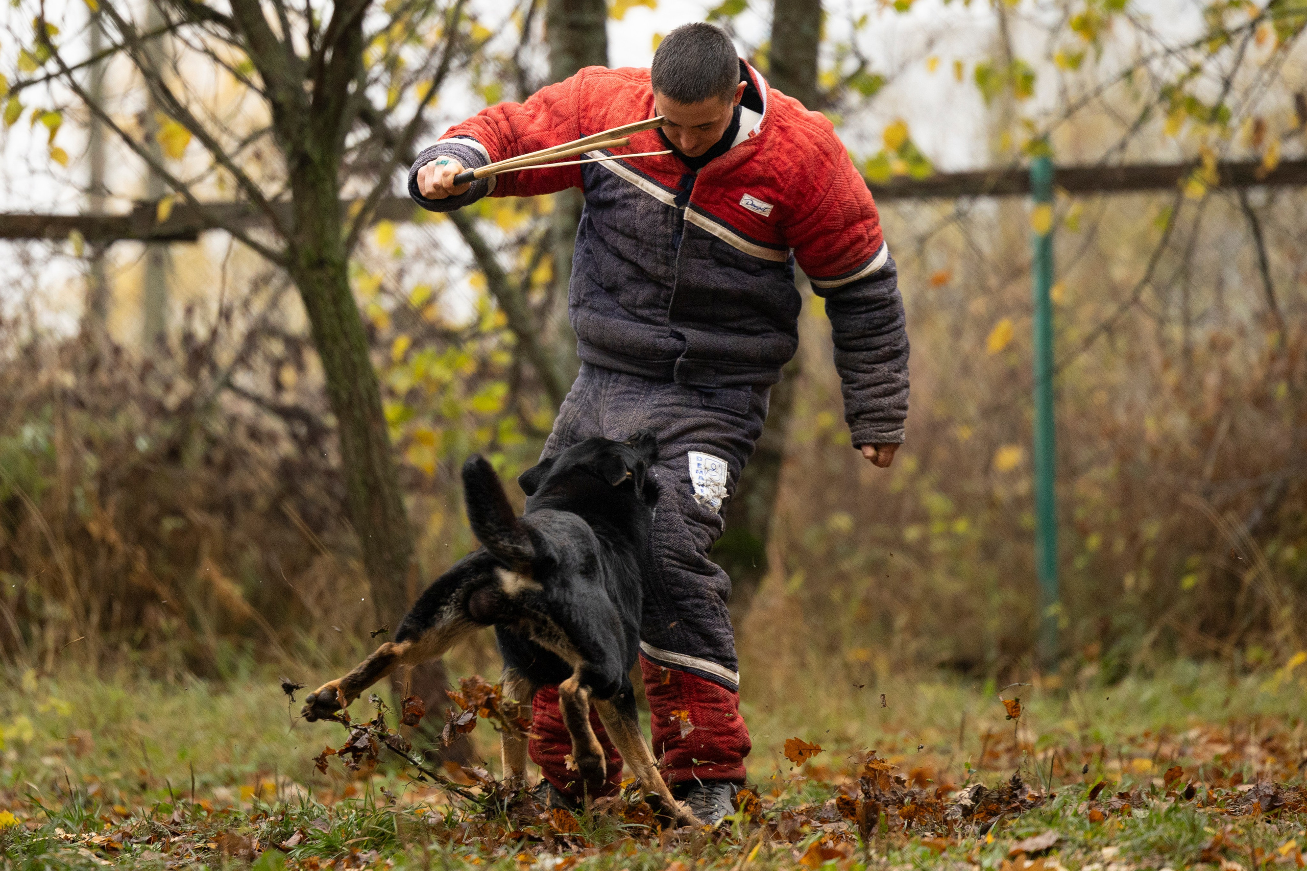 Соревнования по Мондьорингу г. Вологда. Фотограф-анималист Анна Маринич