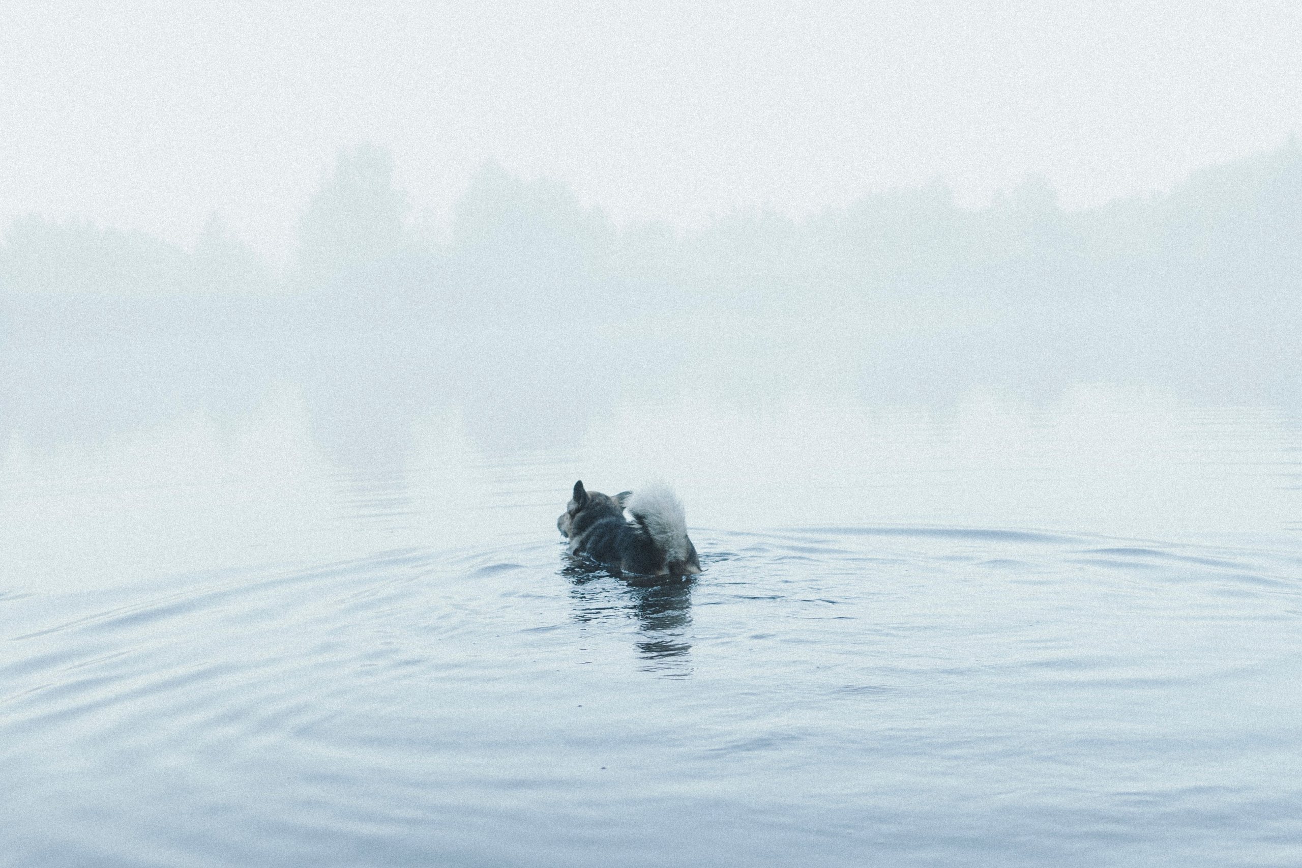 Света и Ричик. Фотограф-анималист Анна Маринич