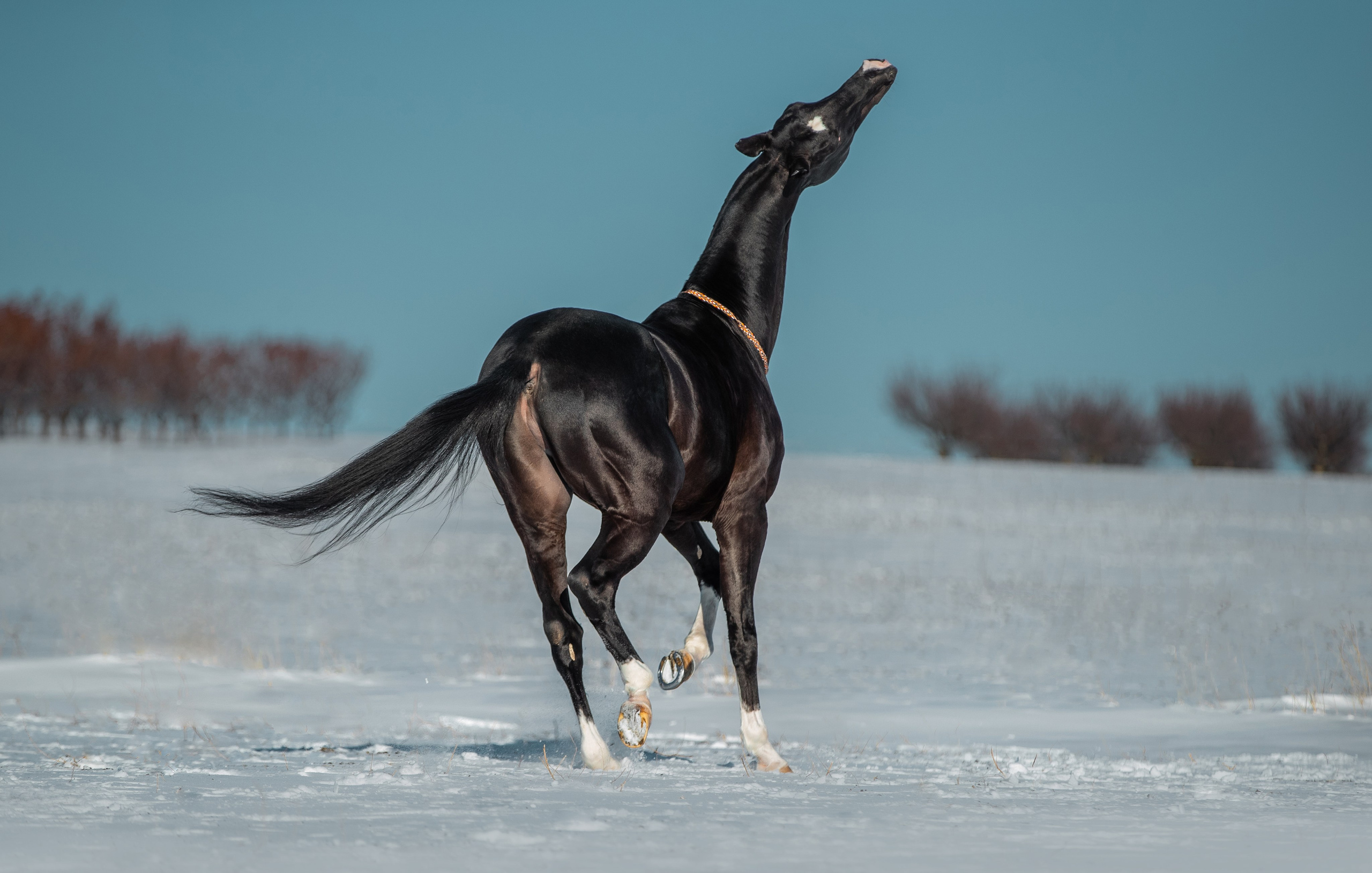 В движении. Фотограф-анималист Ксендзова Кристина