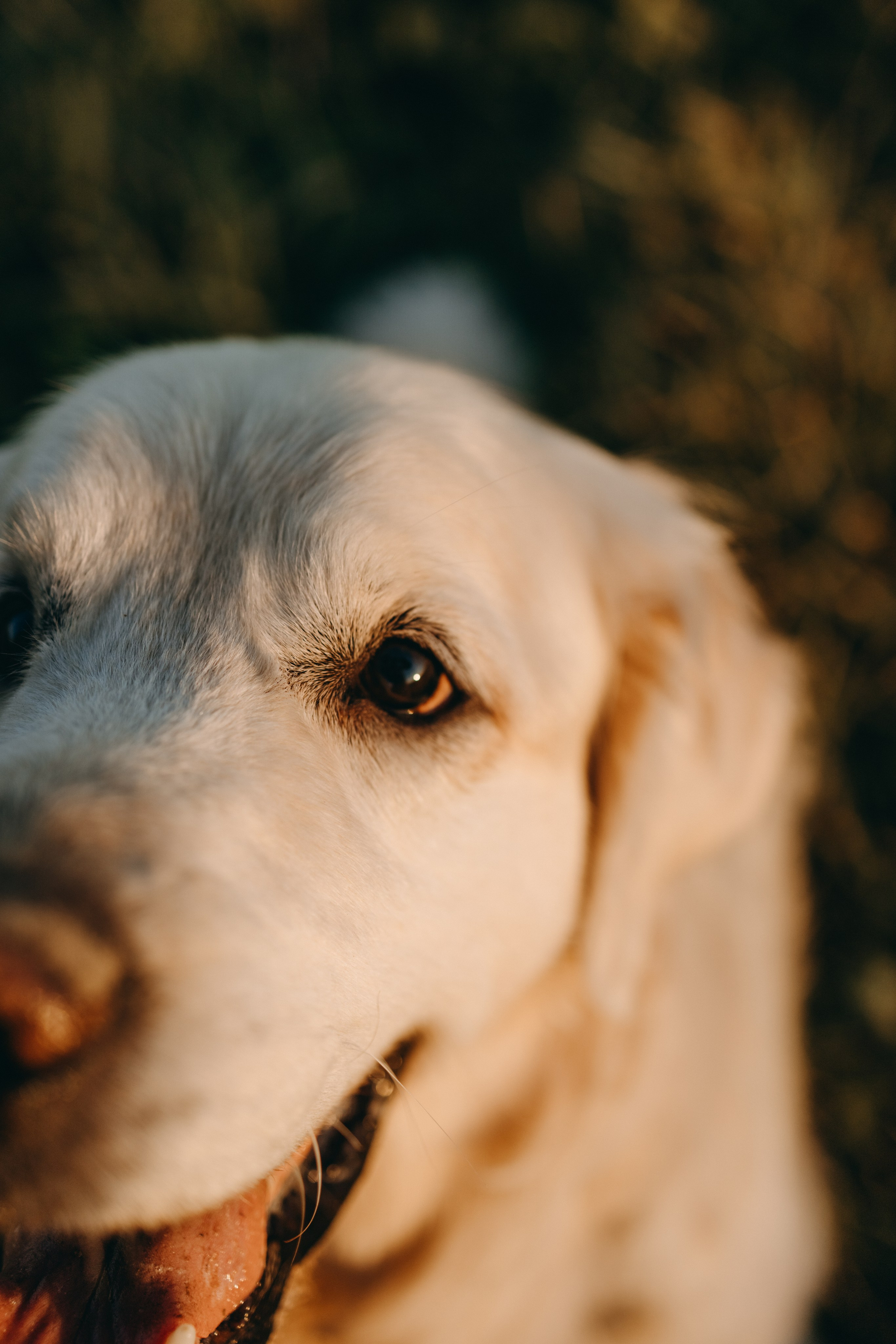 Лера и Скай. Фотограф — Анималист | Санкт-Петербург