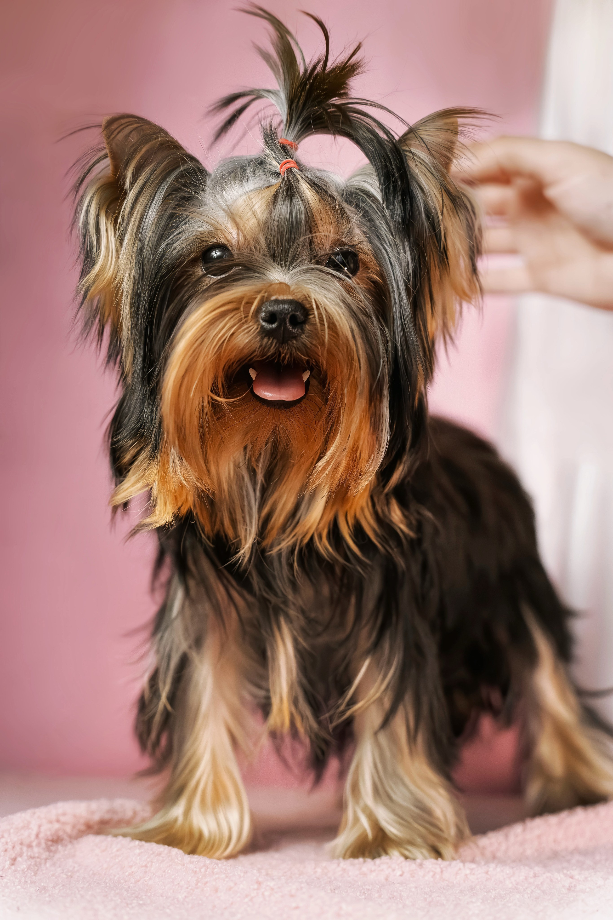 Малышка йорк Никуша. Семейный фотограф анималист г. Находка