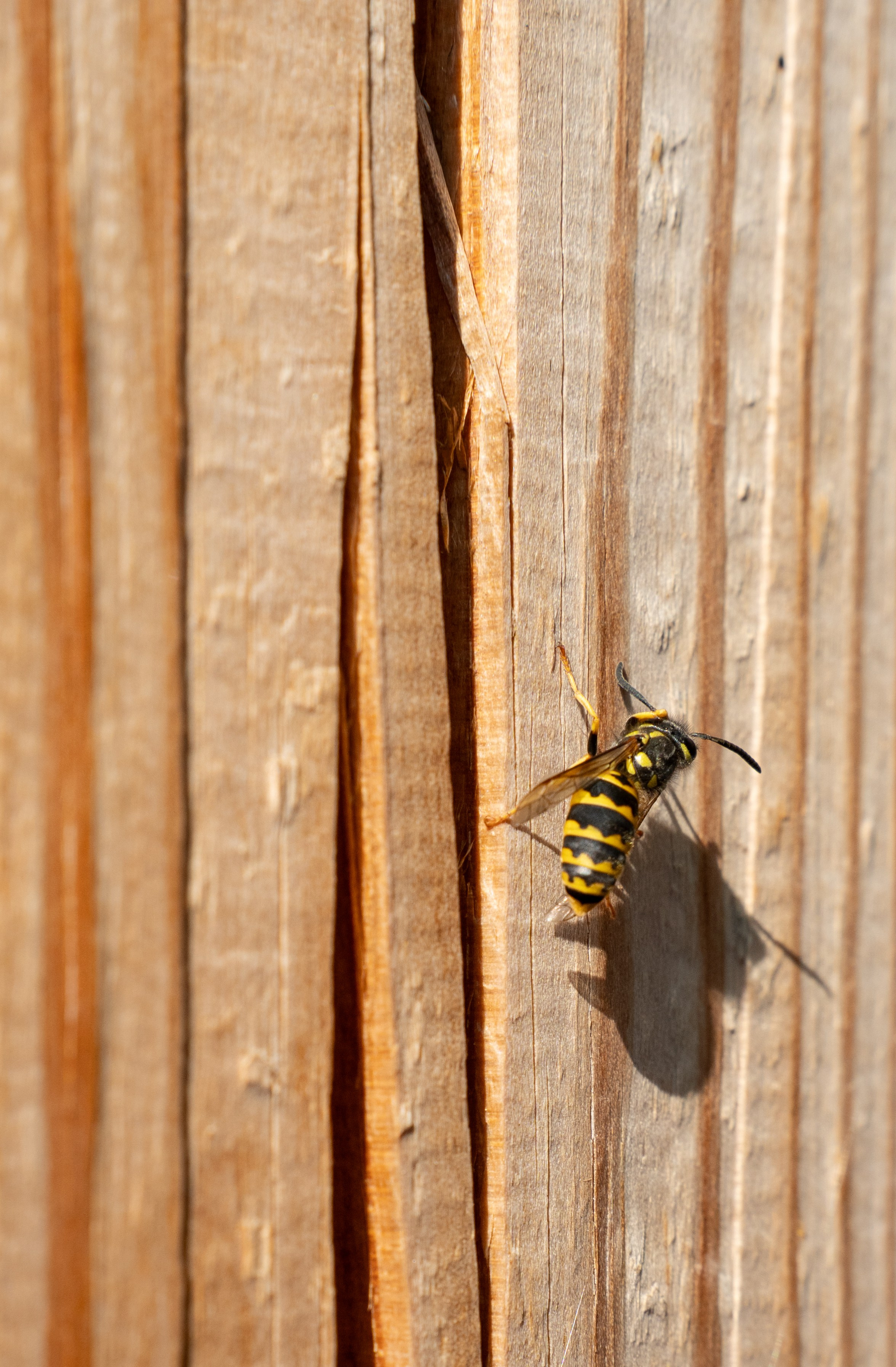 V&S. Фотограф в Ижевске Максим Грундул