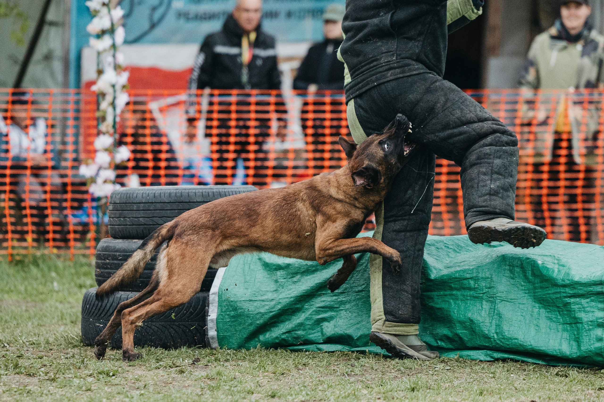 26.05.25 г. Пушкин квалификационные соревнования. Фотограф-анималист Анна Маринич