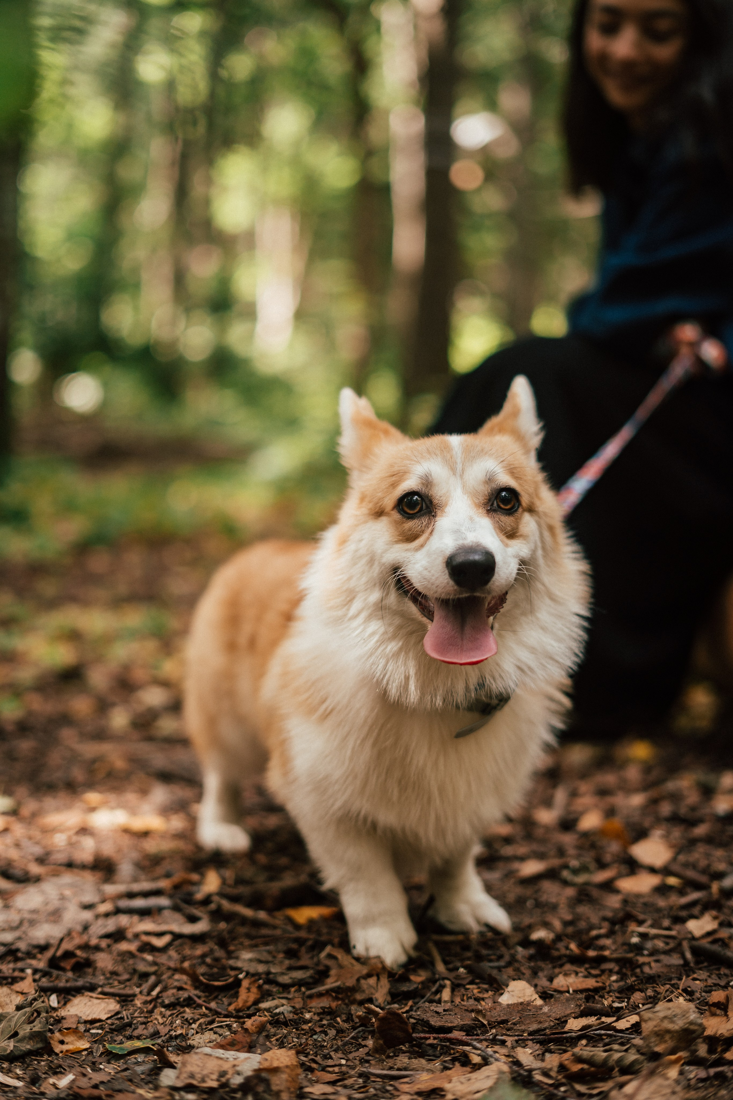 Фотосессия с собакой сахалин. Фотограф сахалин