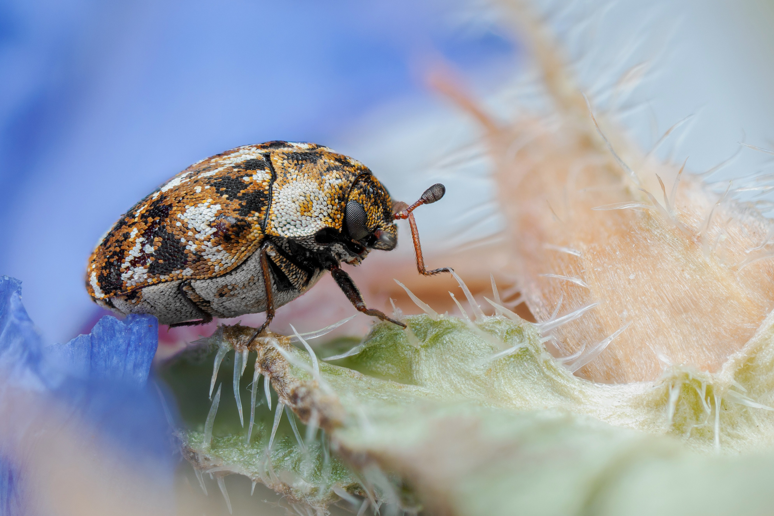 Кожеед коровяковый на сиреневом фоне 